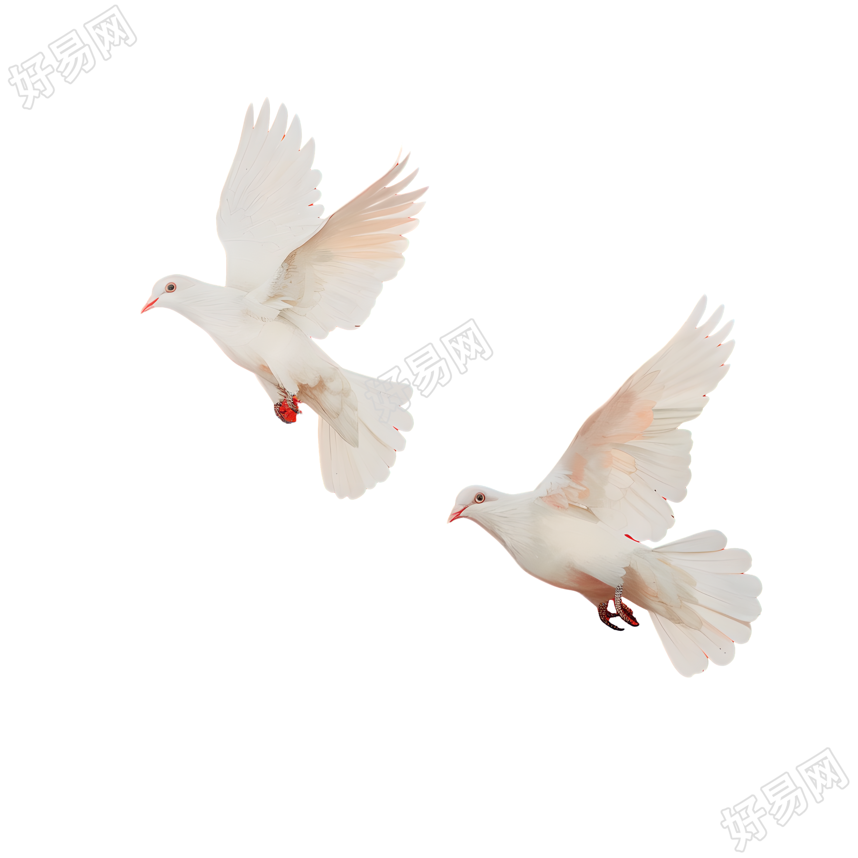 白鸽透明背景插画
