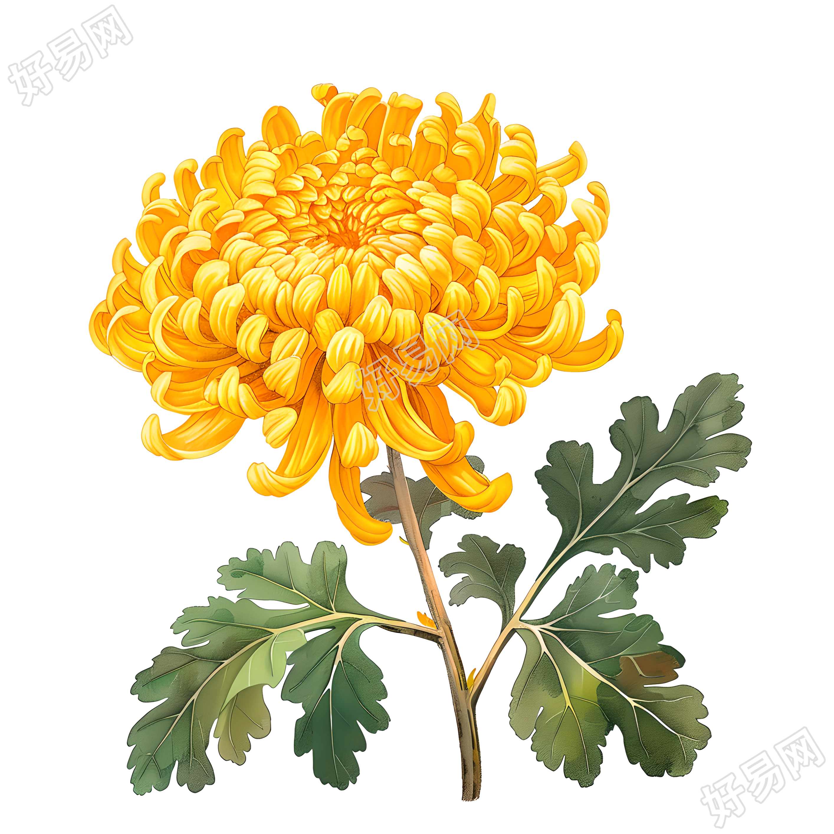 国风菊花元素