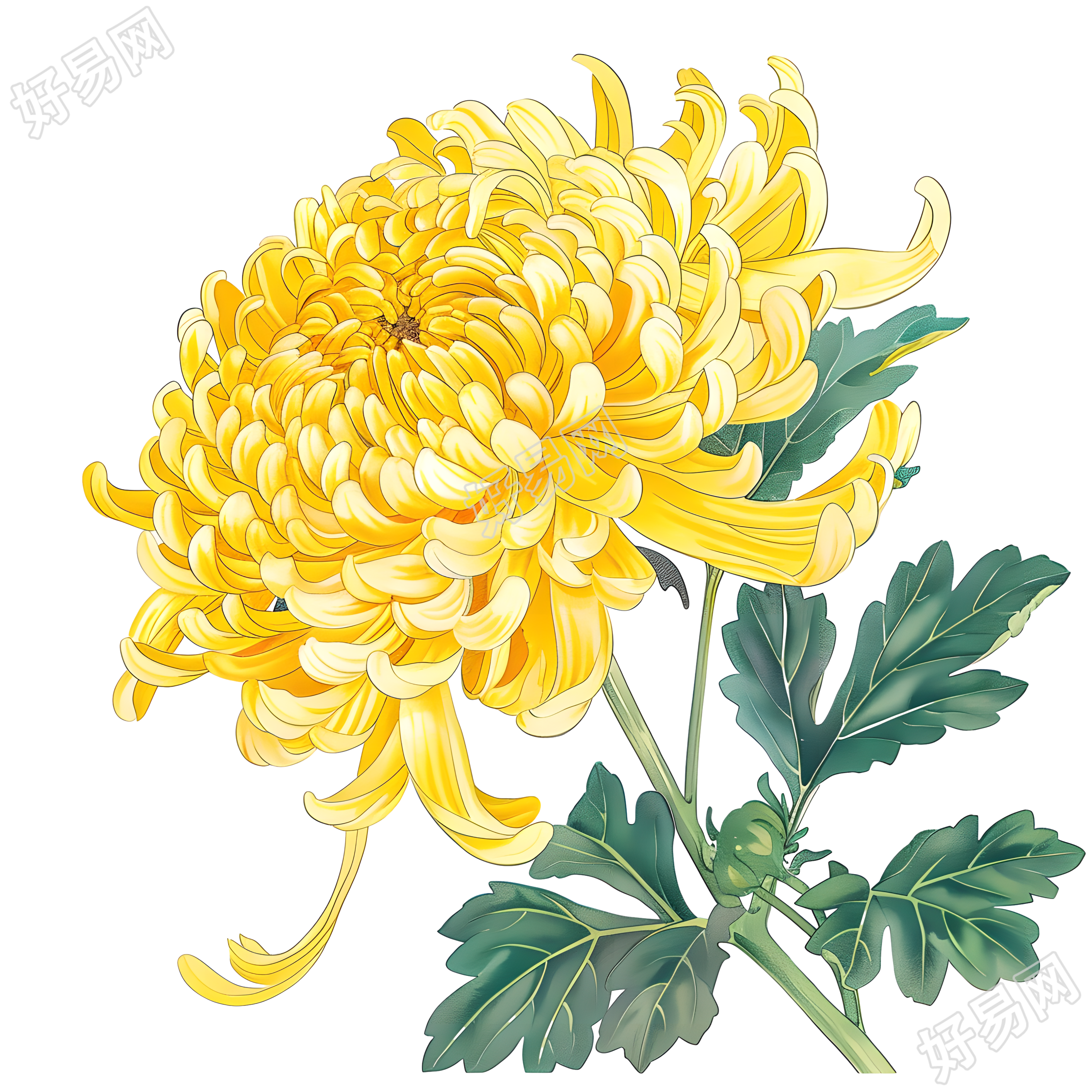 国风菊花素材