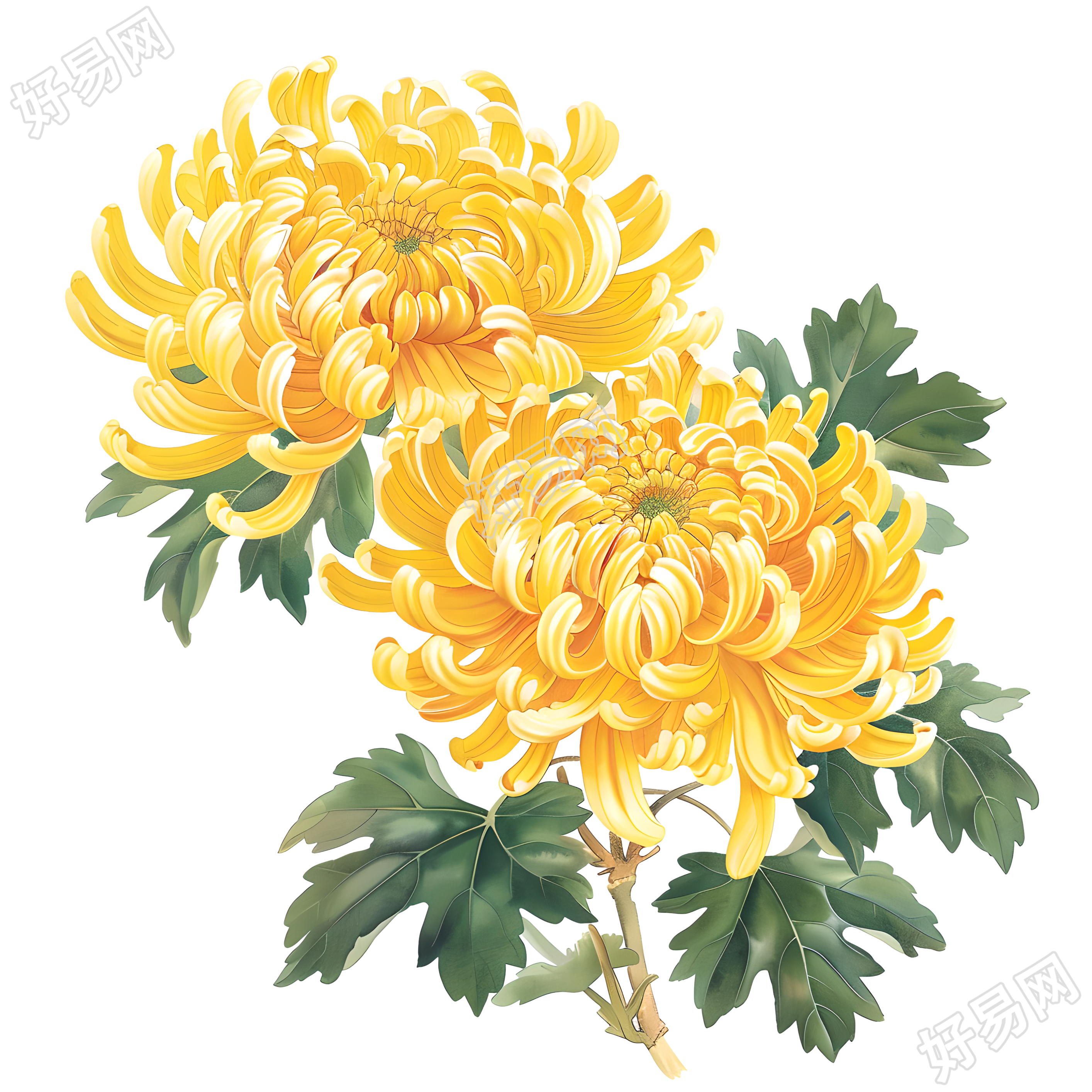 国风菊花插画素材