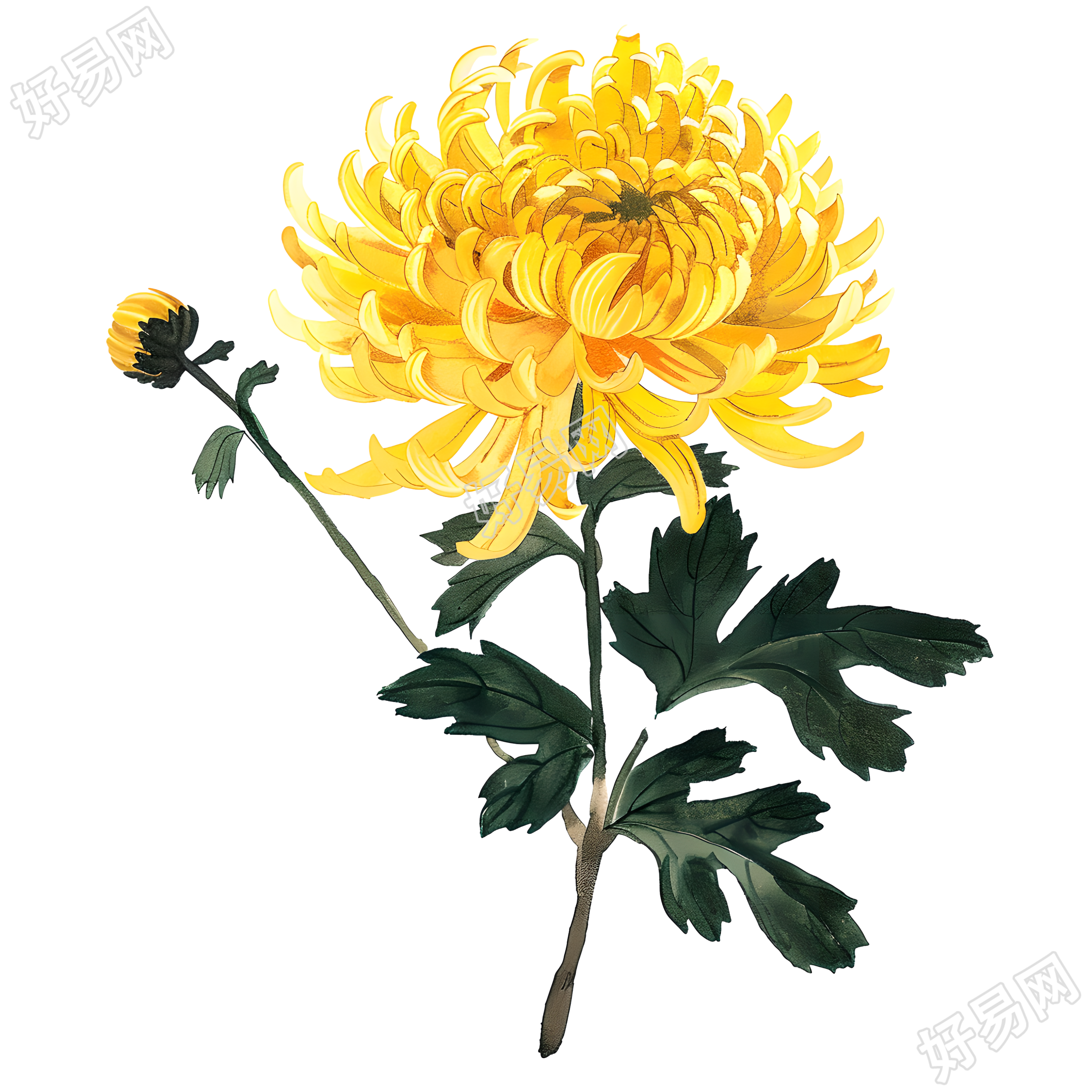 国风菊花美丽插画
