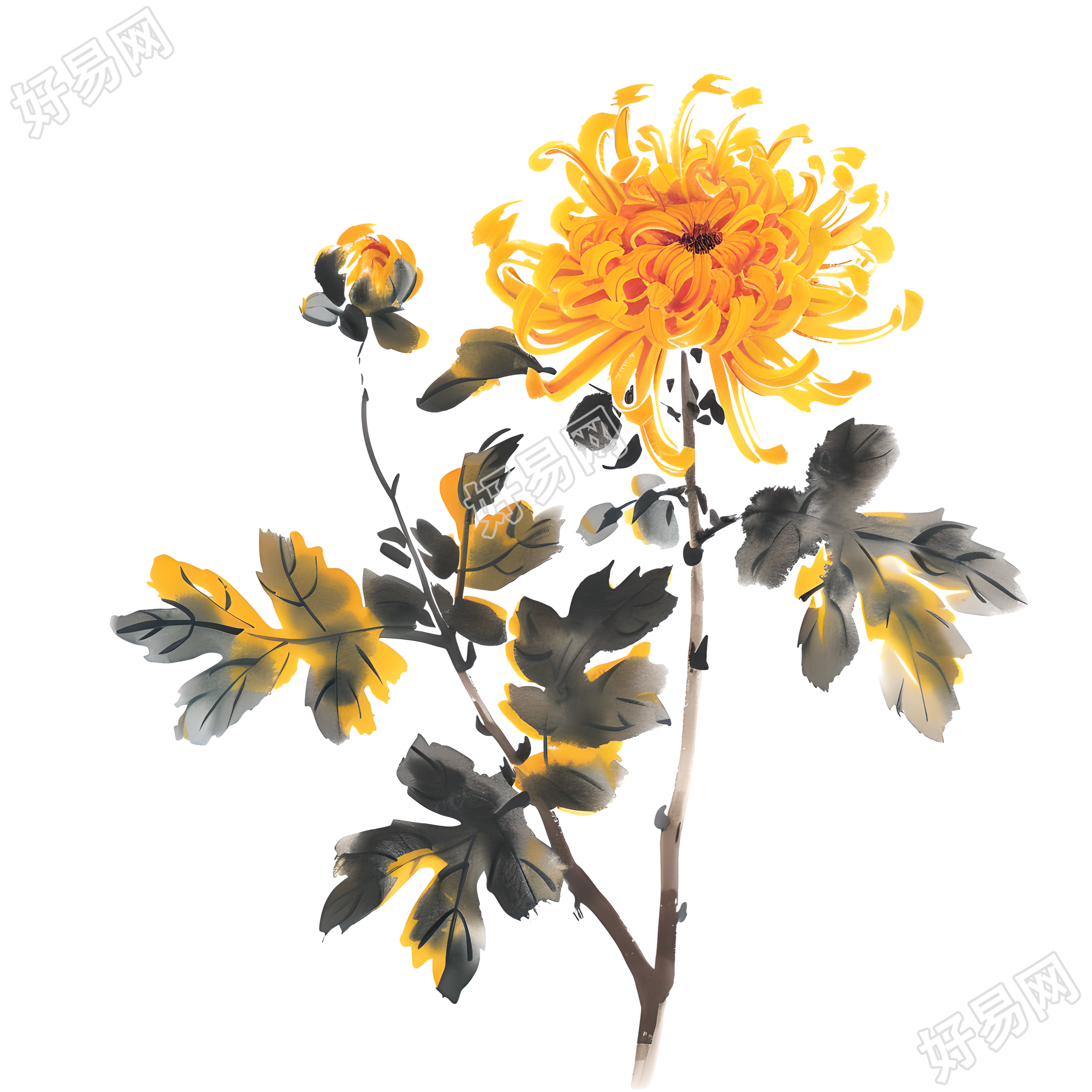 国风菊花高清图形素材