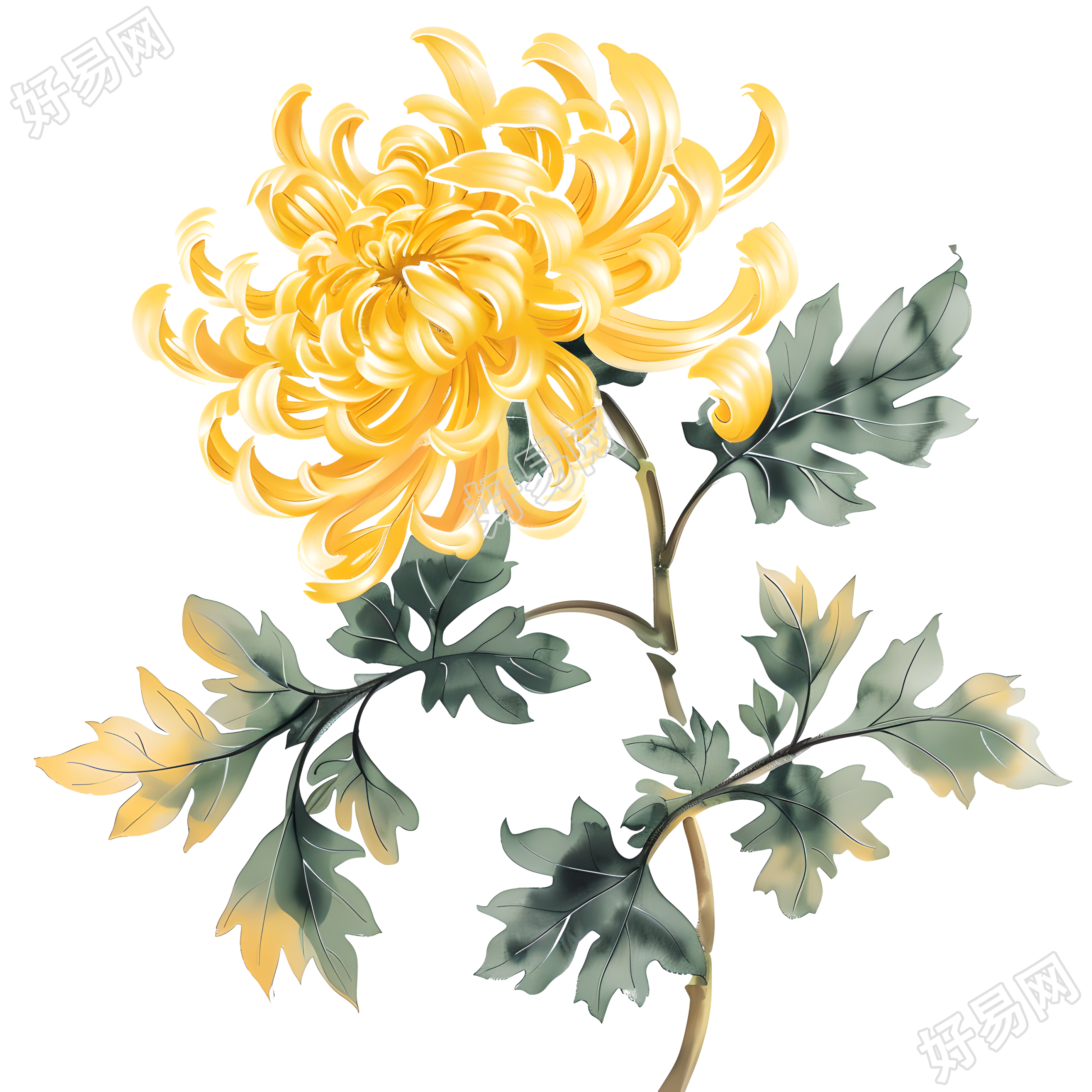 国风菊花手绘插画