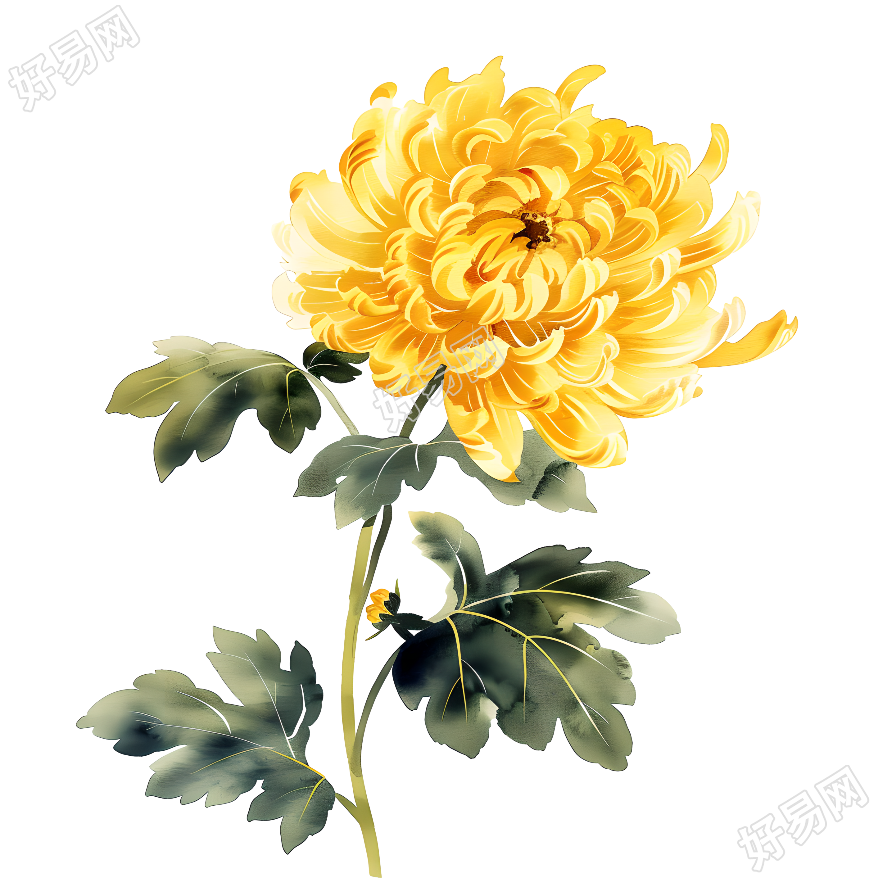 国风菊花装饰插图