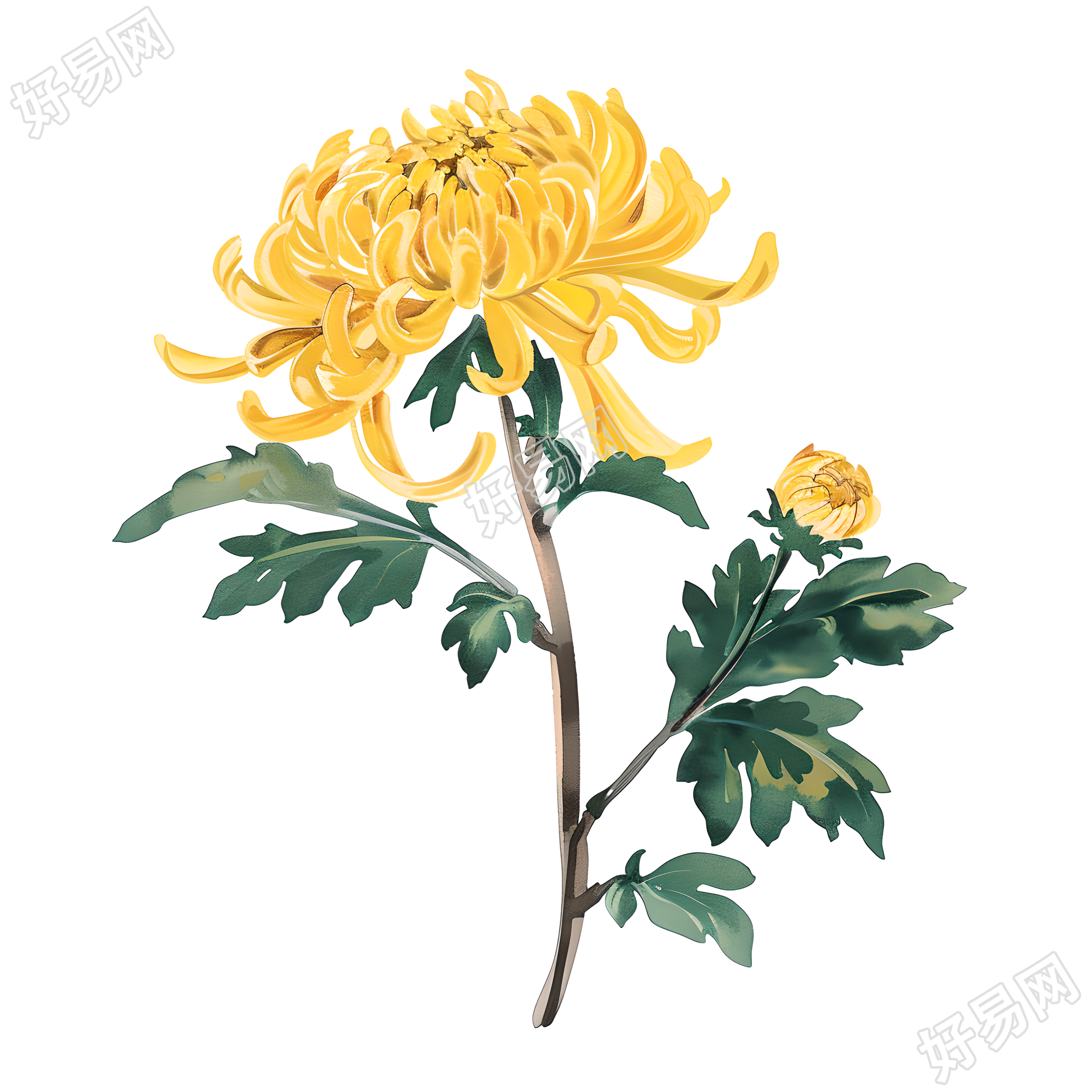 国风菊花可商用素材