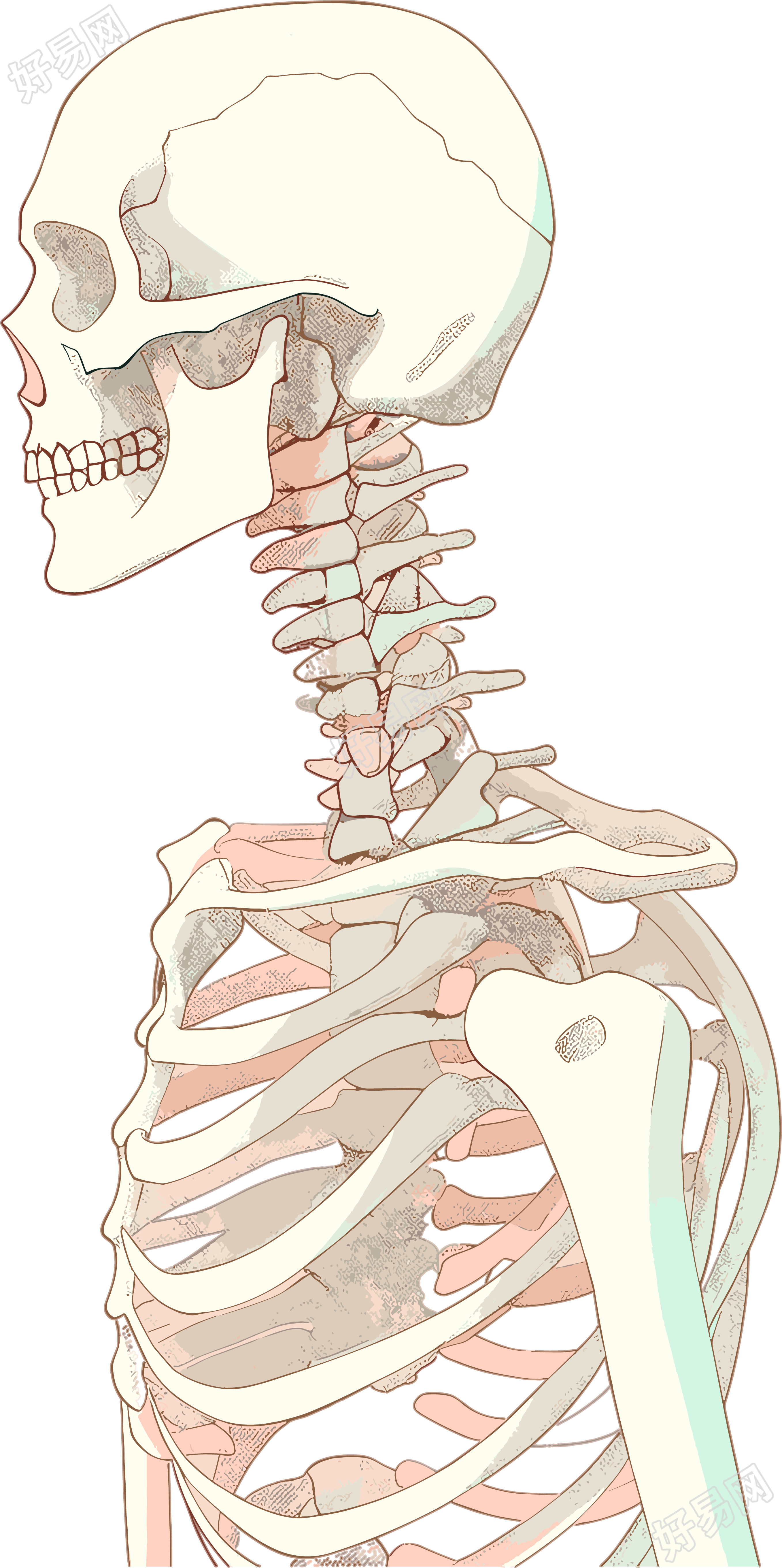 人体骨架手绘插图素材