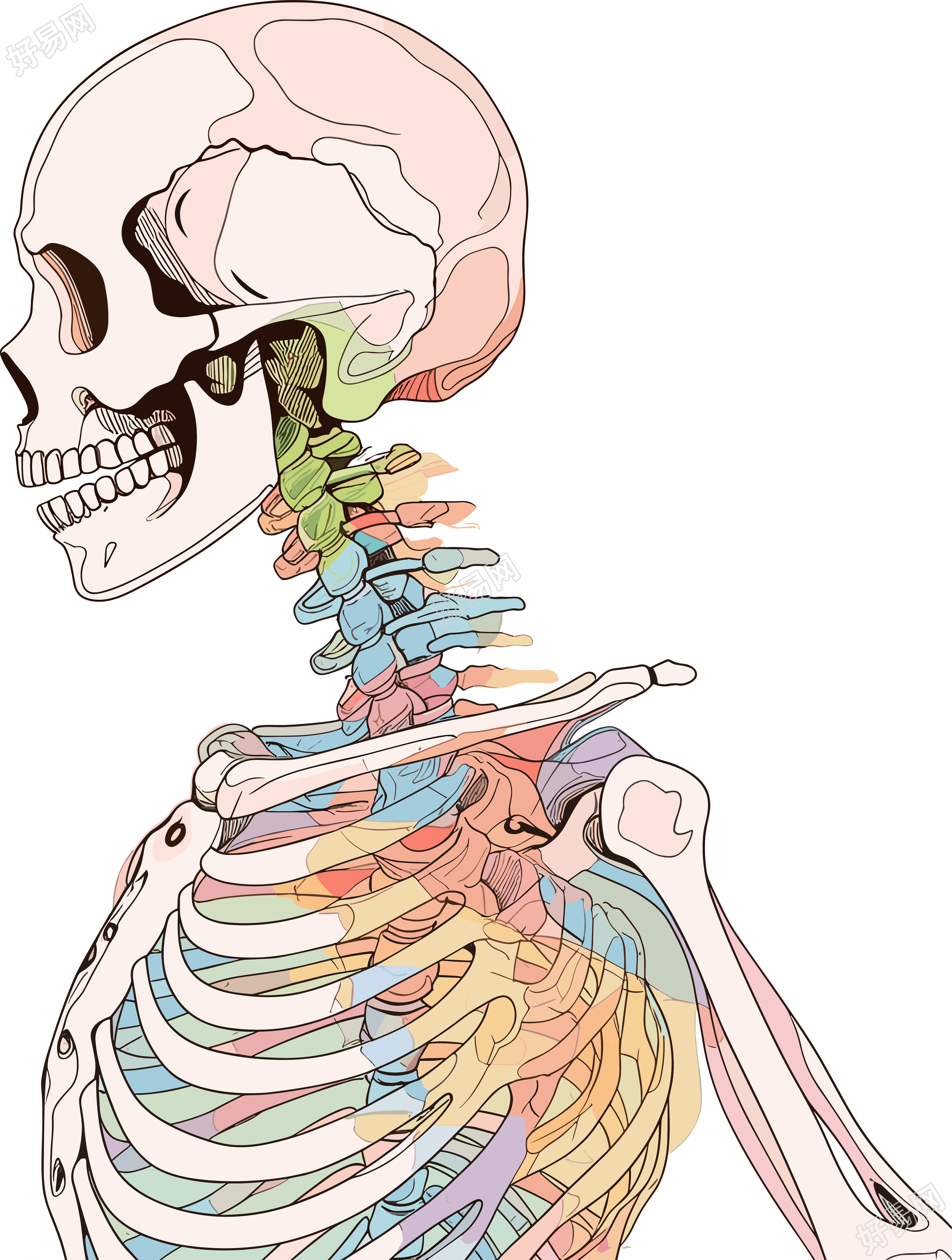 人体骨架手绘医学插画