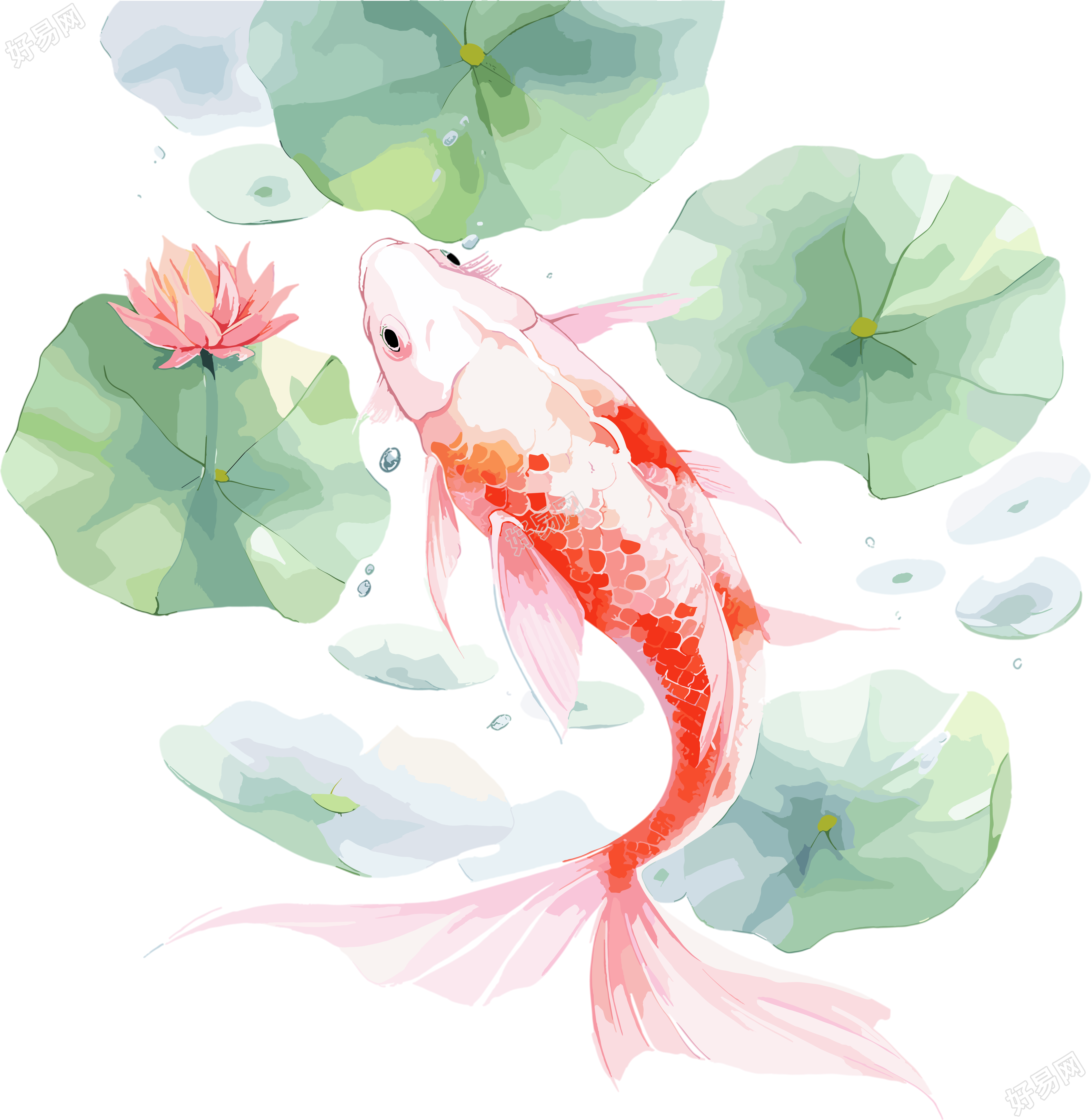 锦鲤荷叶插画