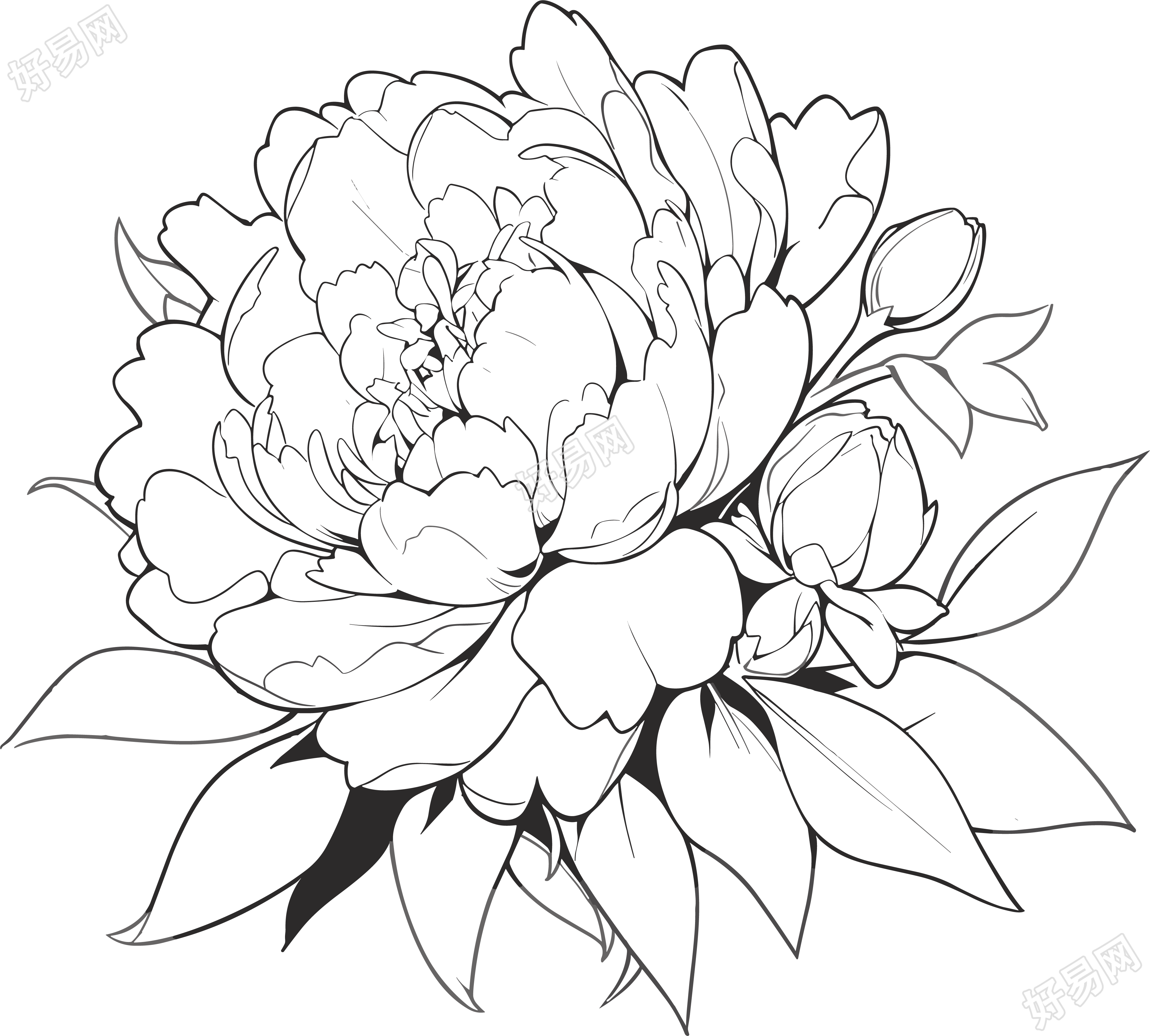 牡丹花简笔画