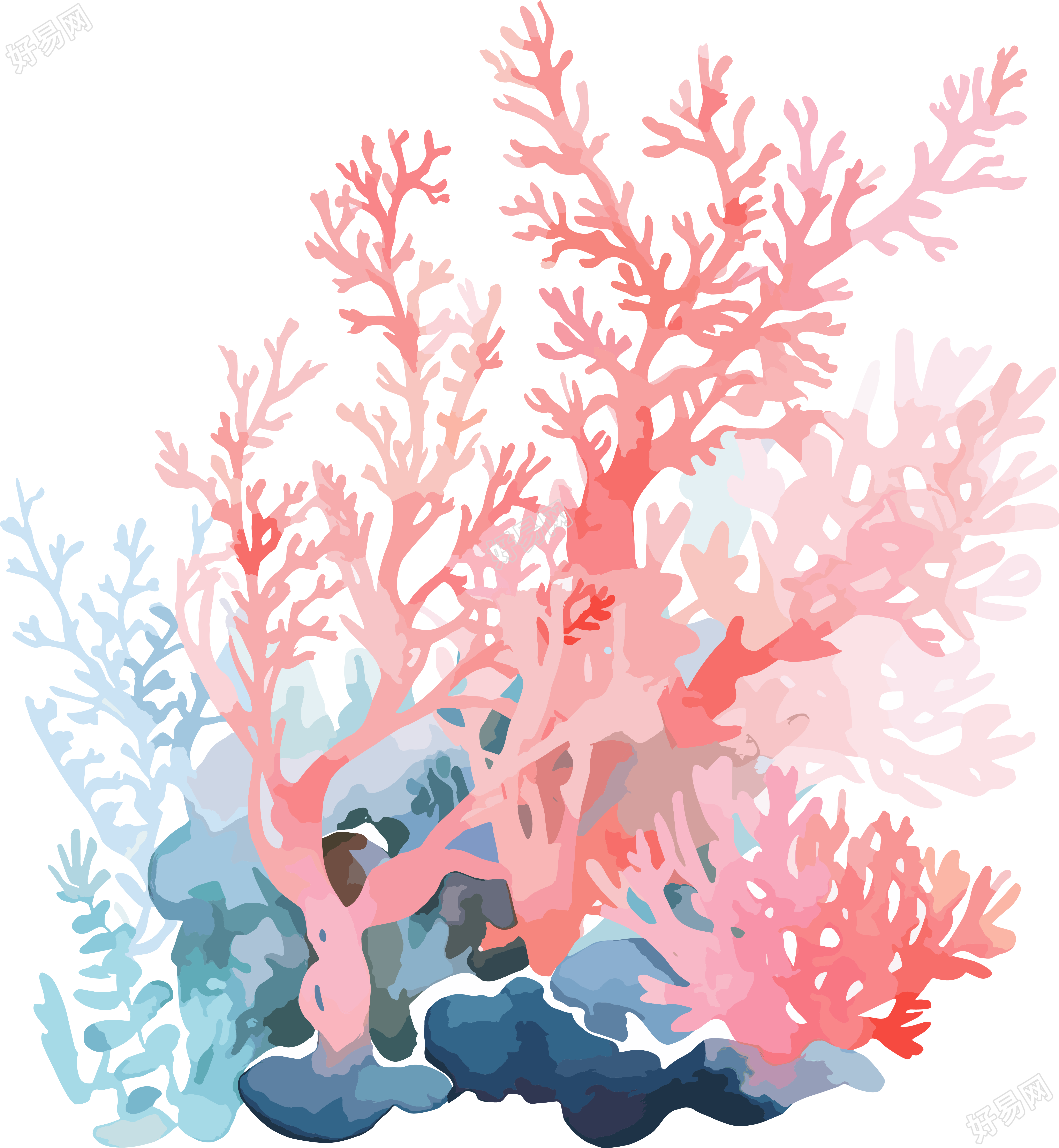 珊瑚手绘插图
