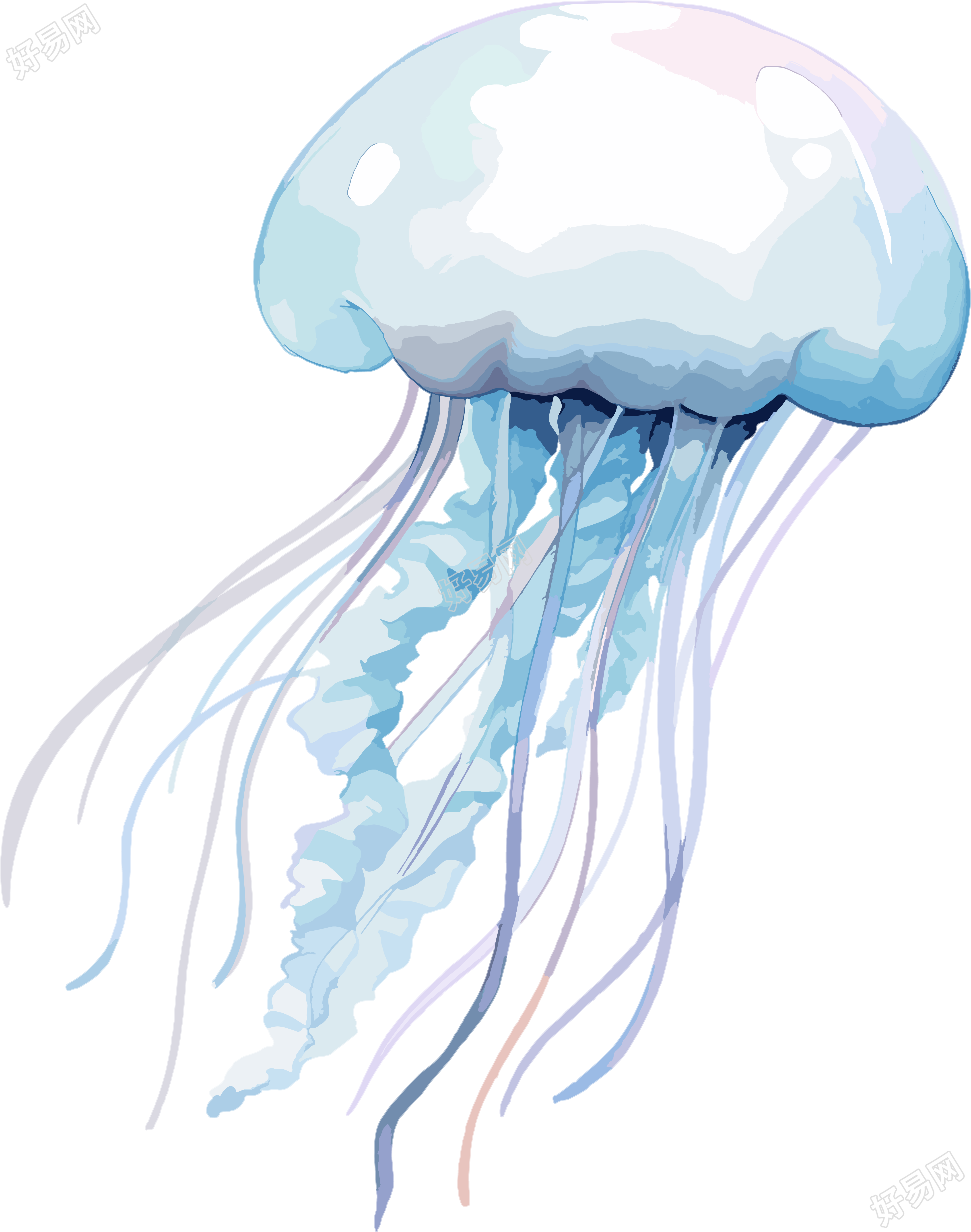 水母高清PNG素材