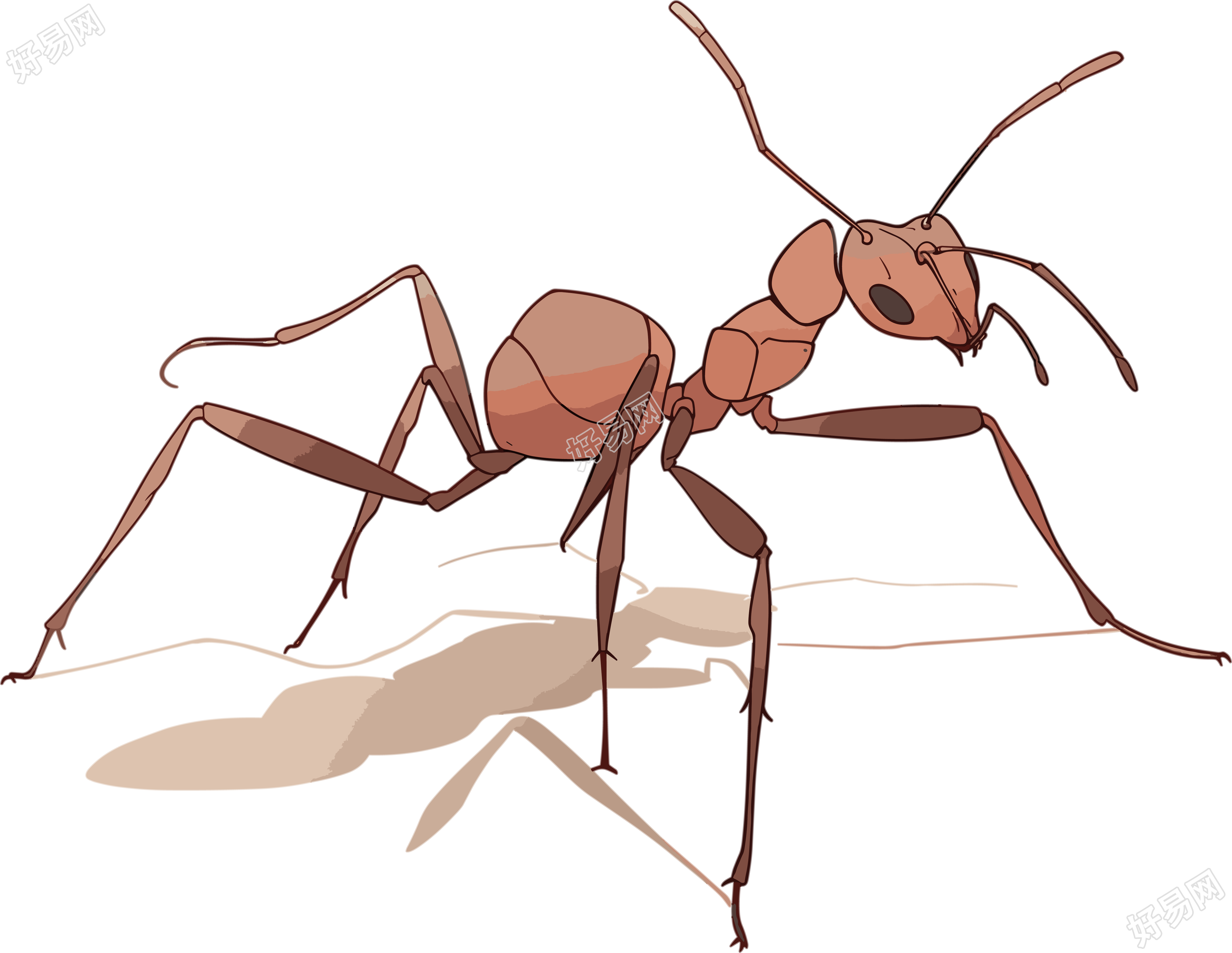 蚂蚁卡通高清插图