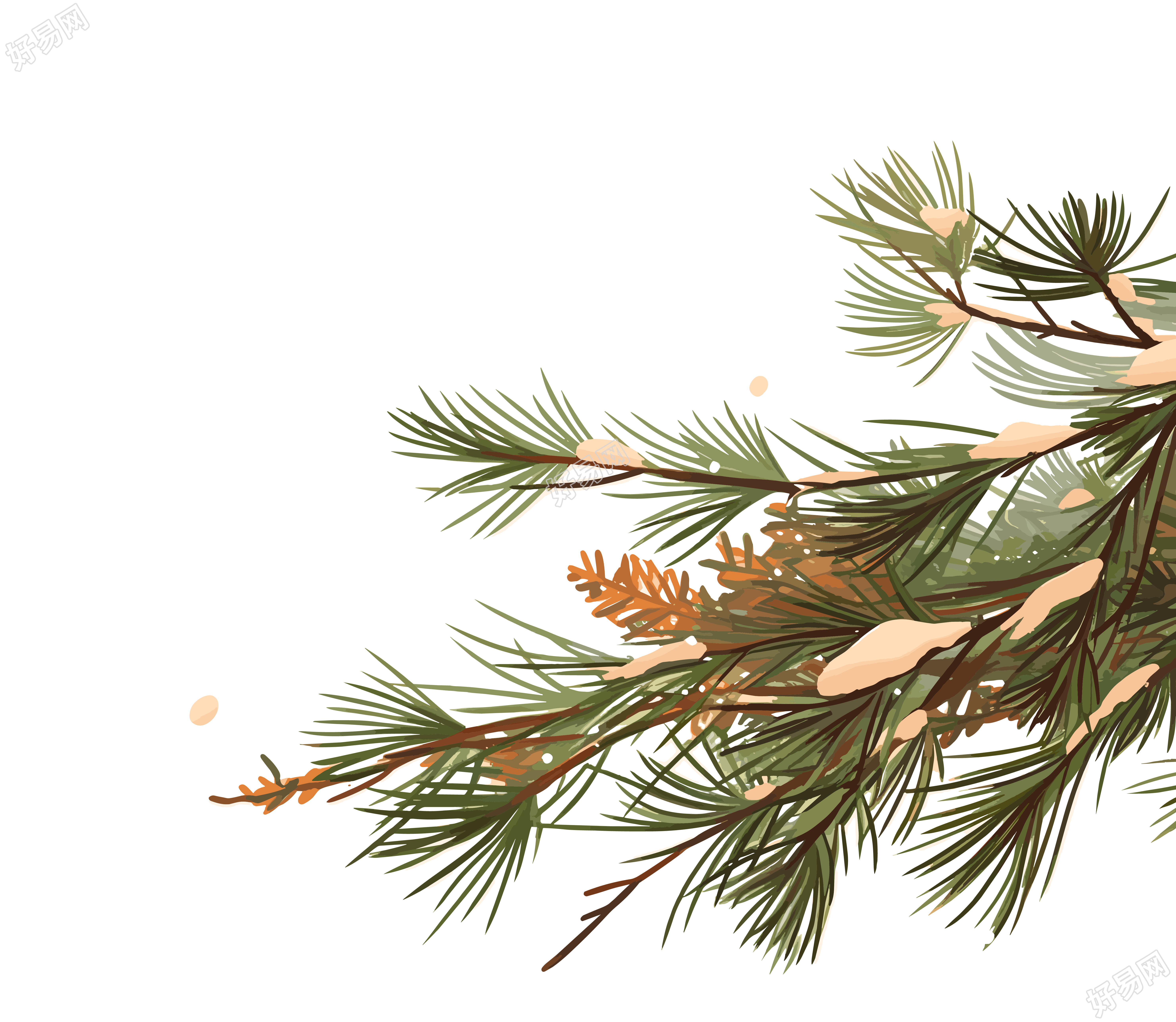 松枝雪花飘落插图