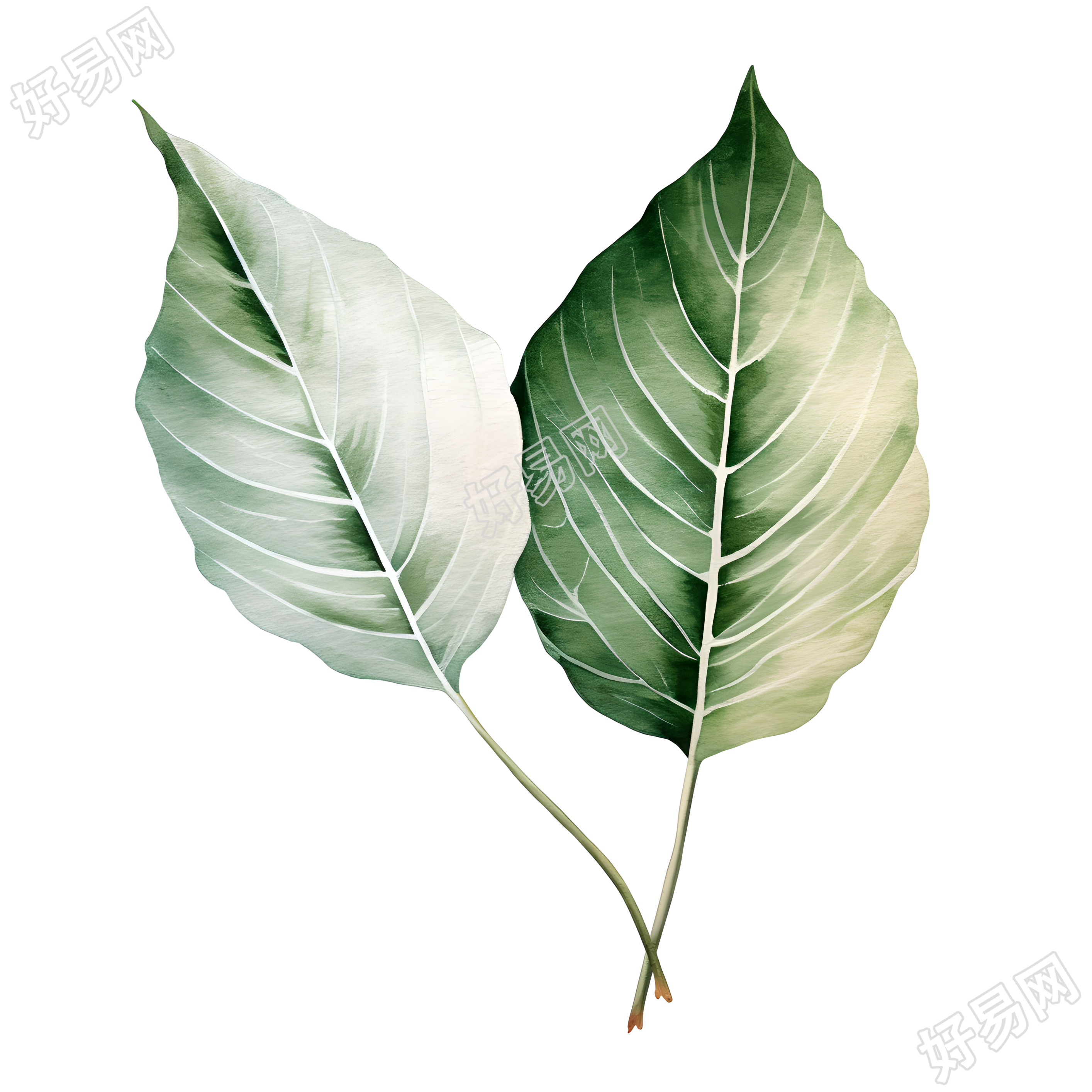 树叶透明背景插图