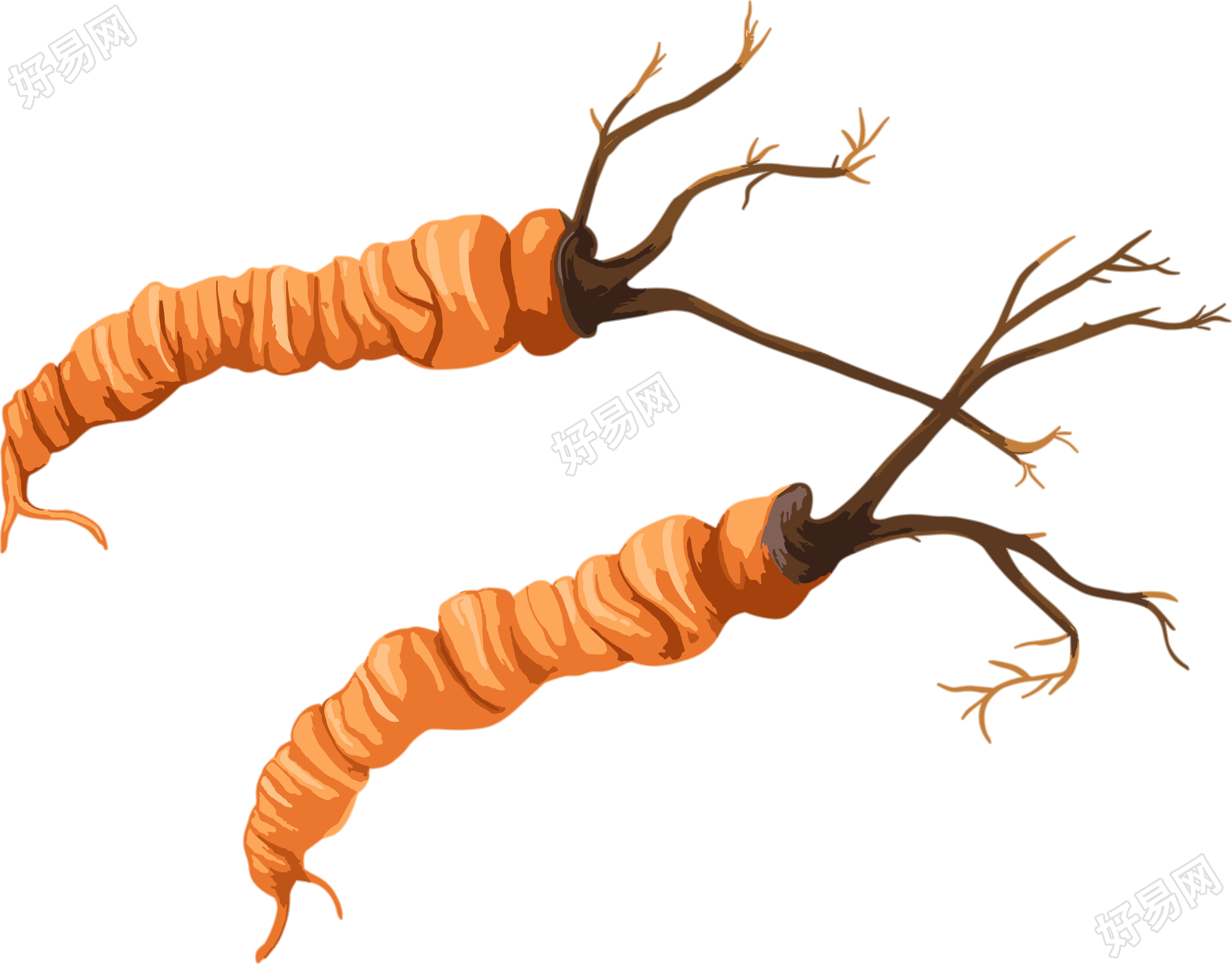冬虫夏草插图简洁素材