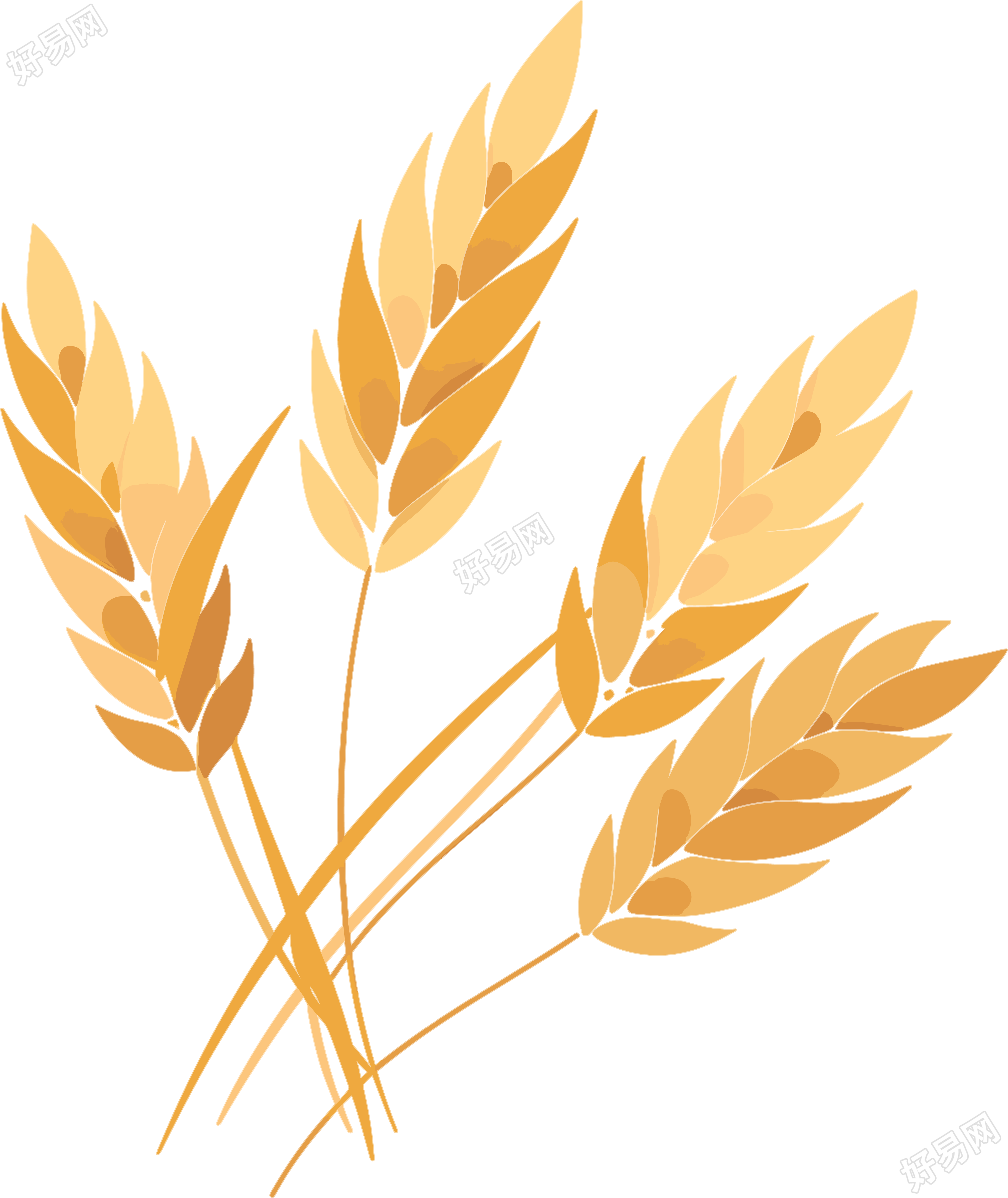 小麦透明背景插画