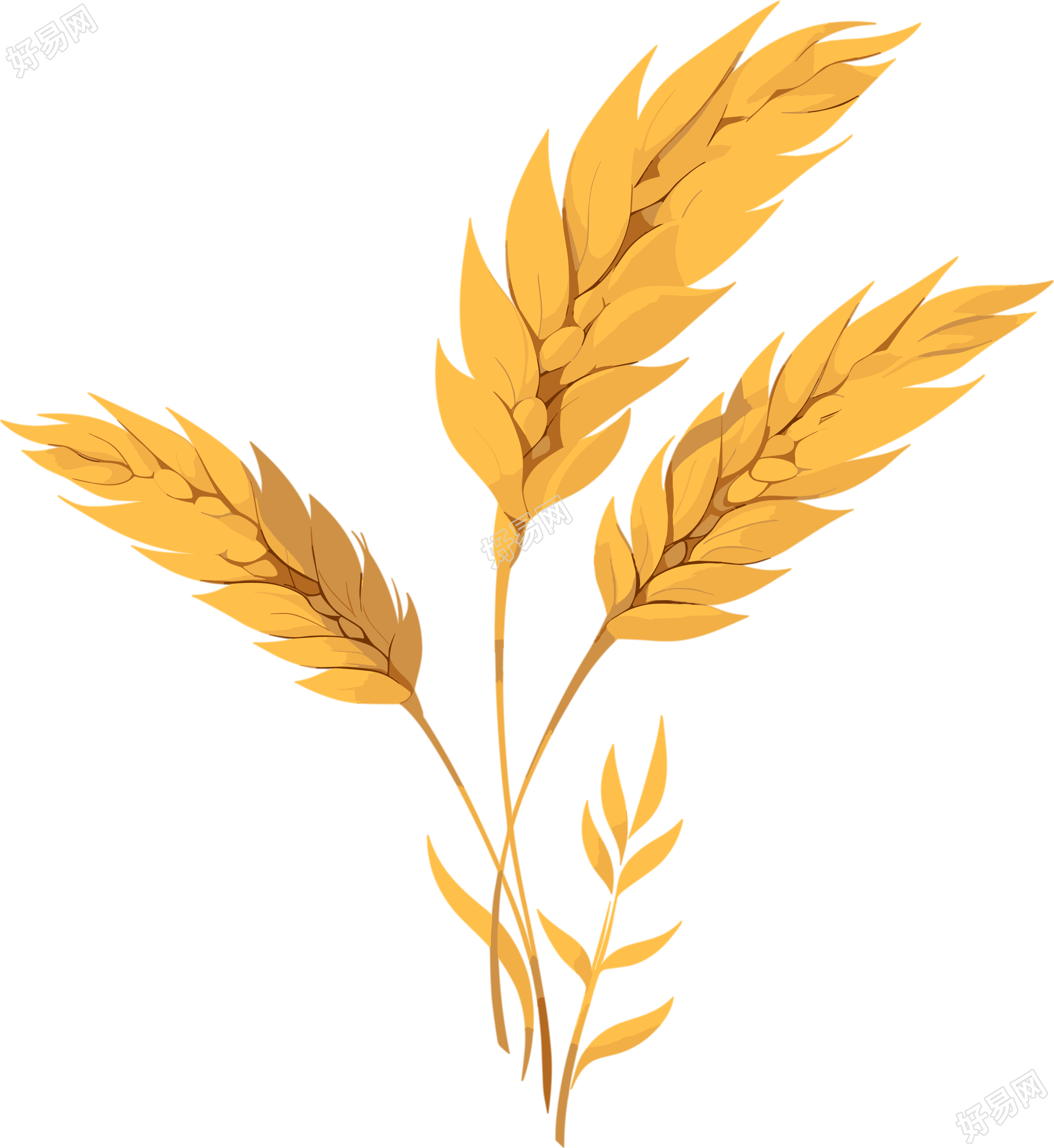 小麦简约设计插图