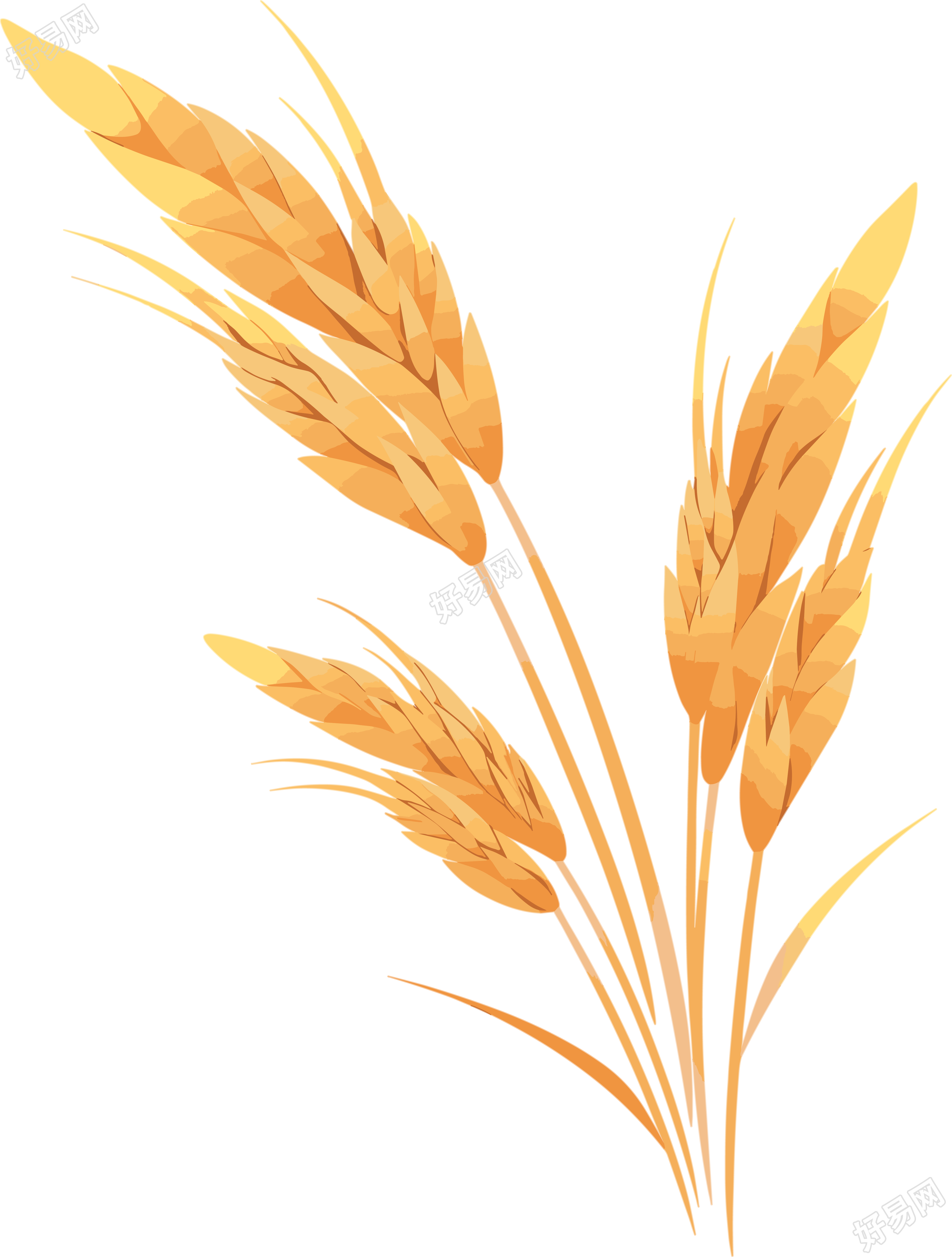 小麦白底平面插画