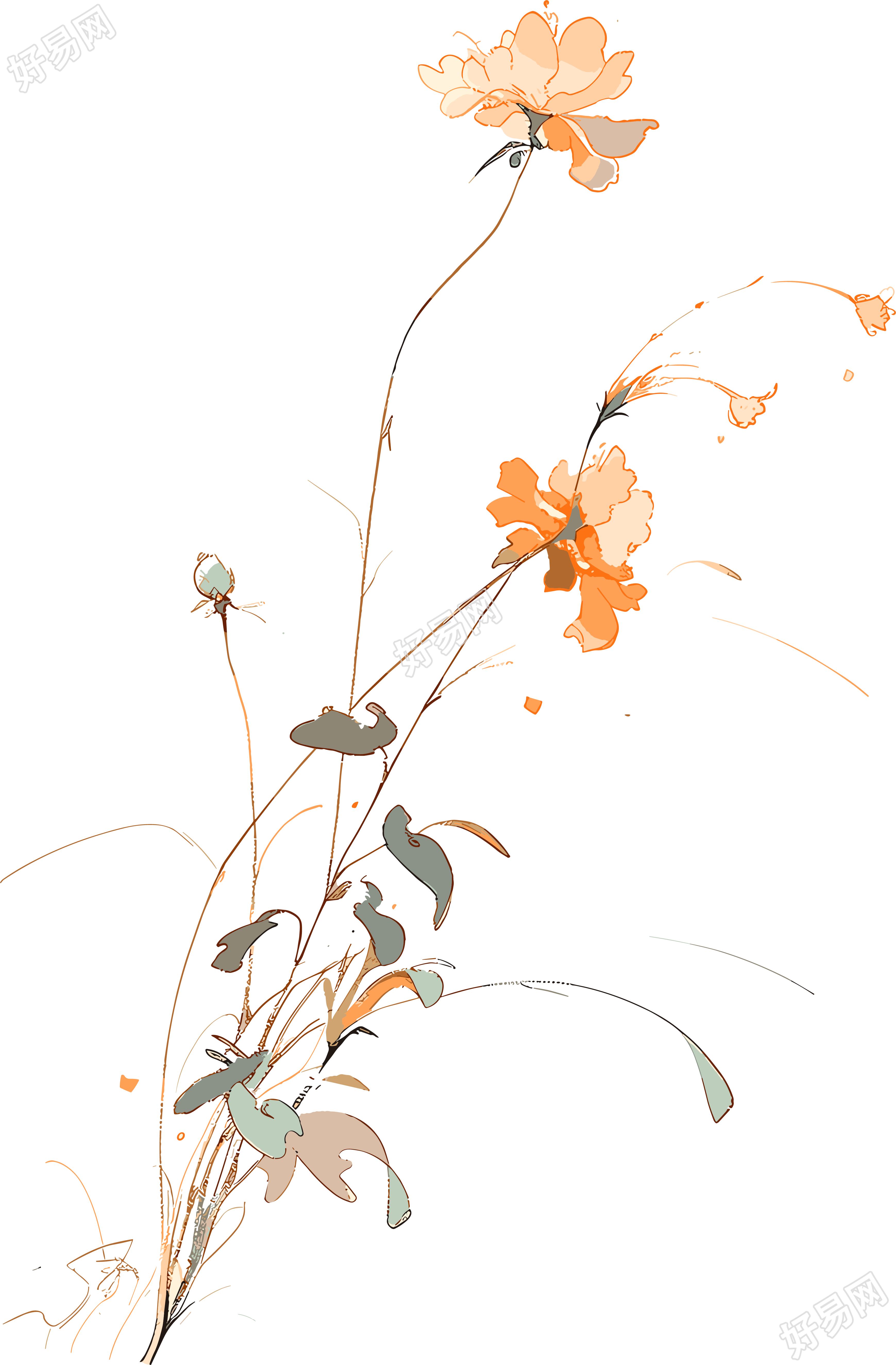 线条花朵透明背景素材