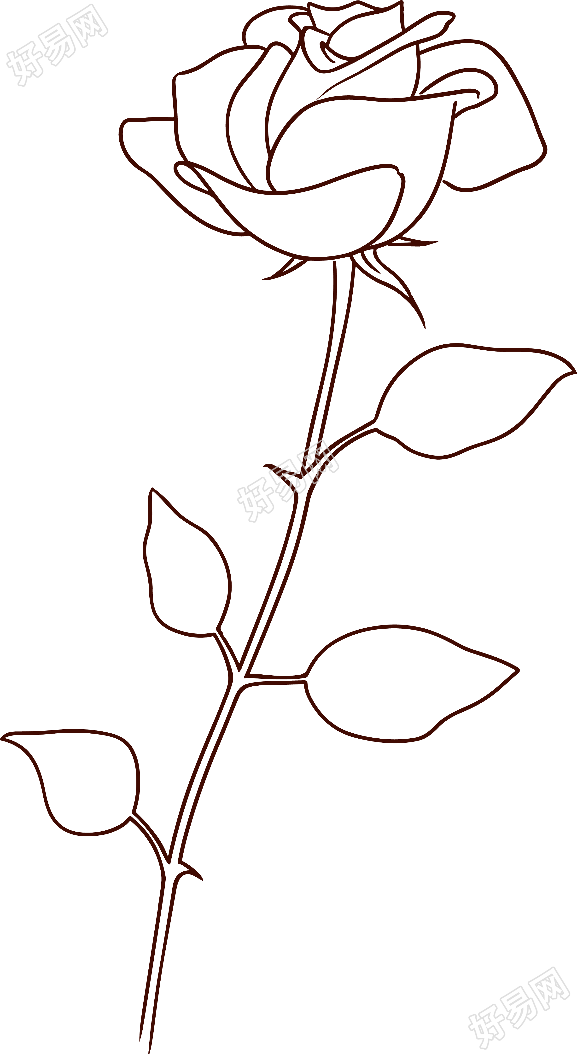 线条玫瑰花可商用插画