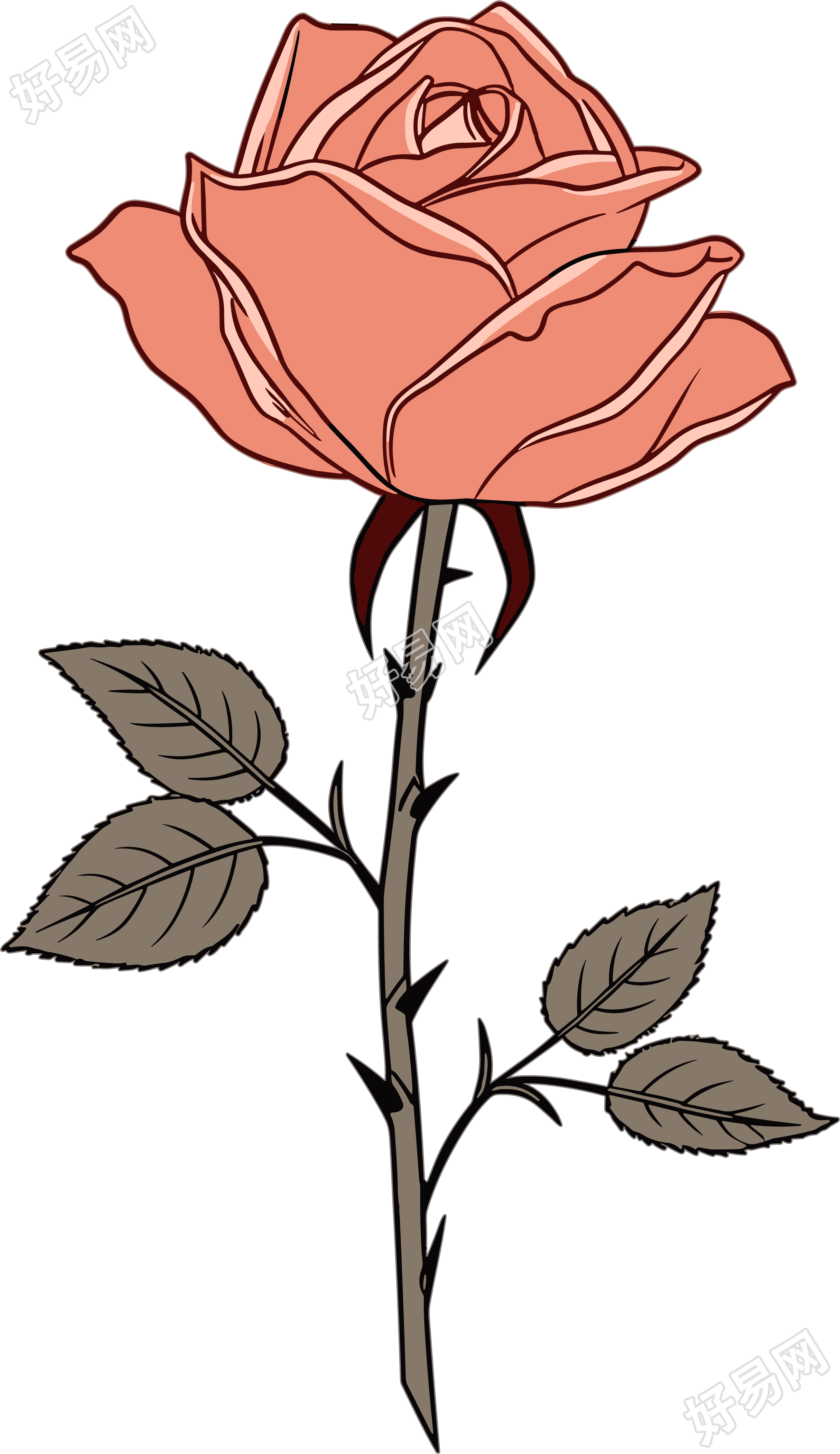 一朵玫瑰花商用插画