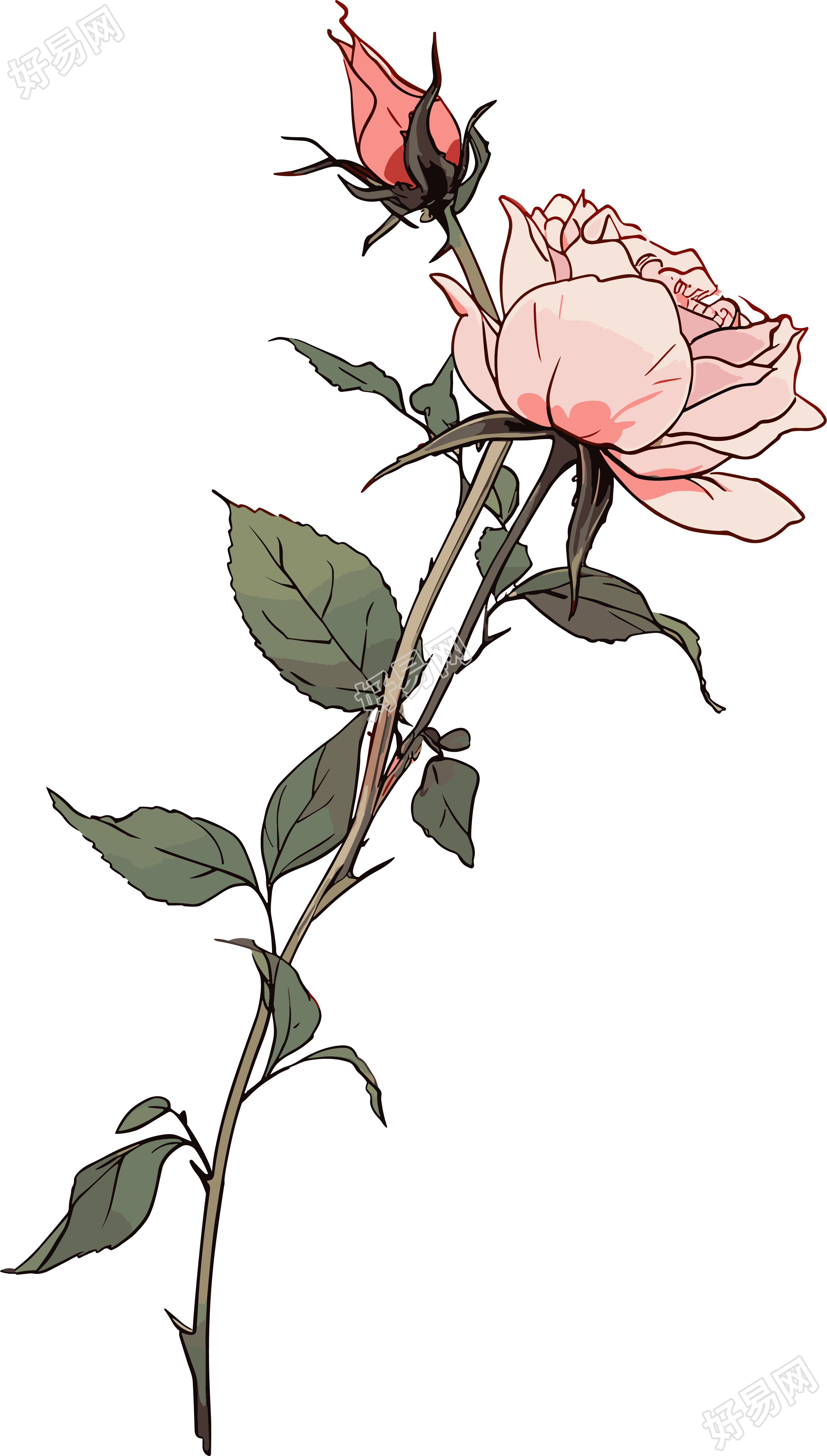 一朵玫瑰花花卉设计素材