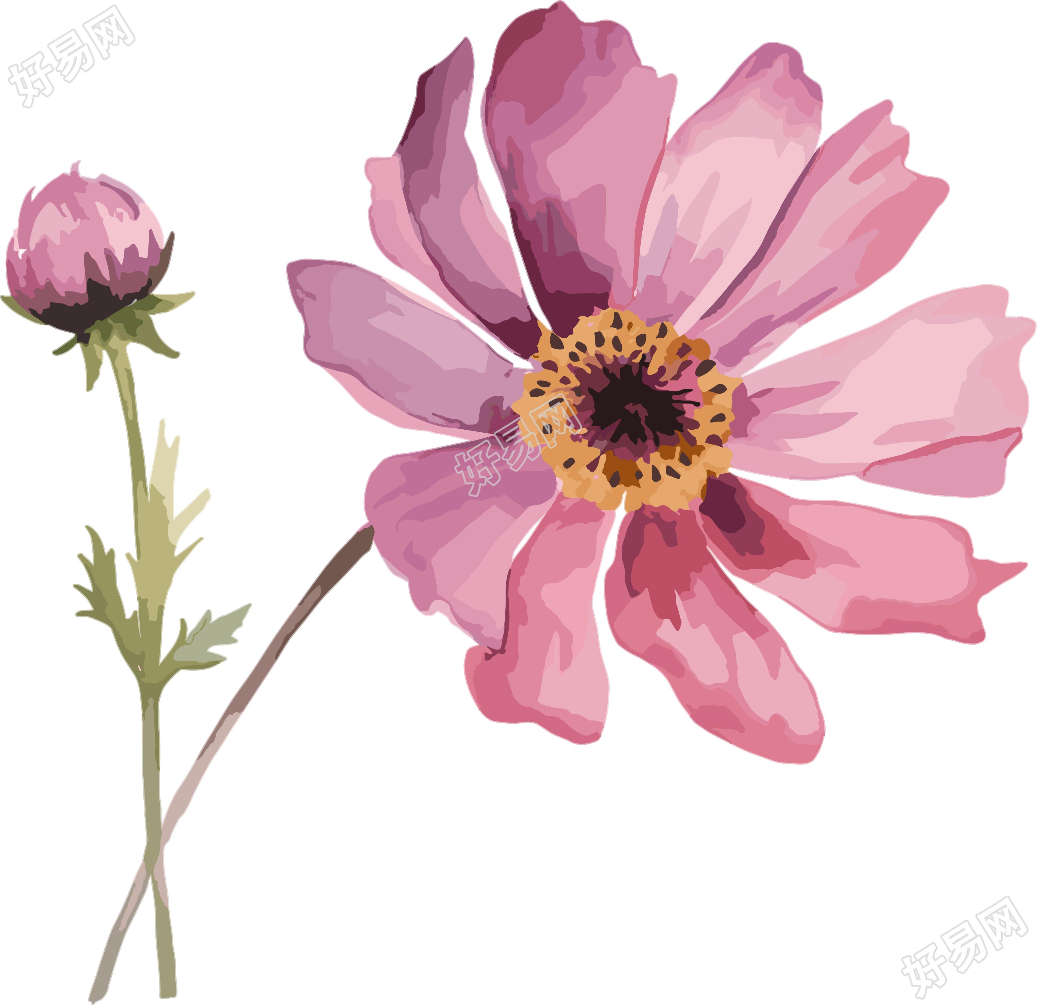 水彩花卉透明背景插图
