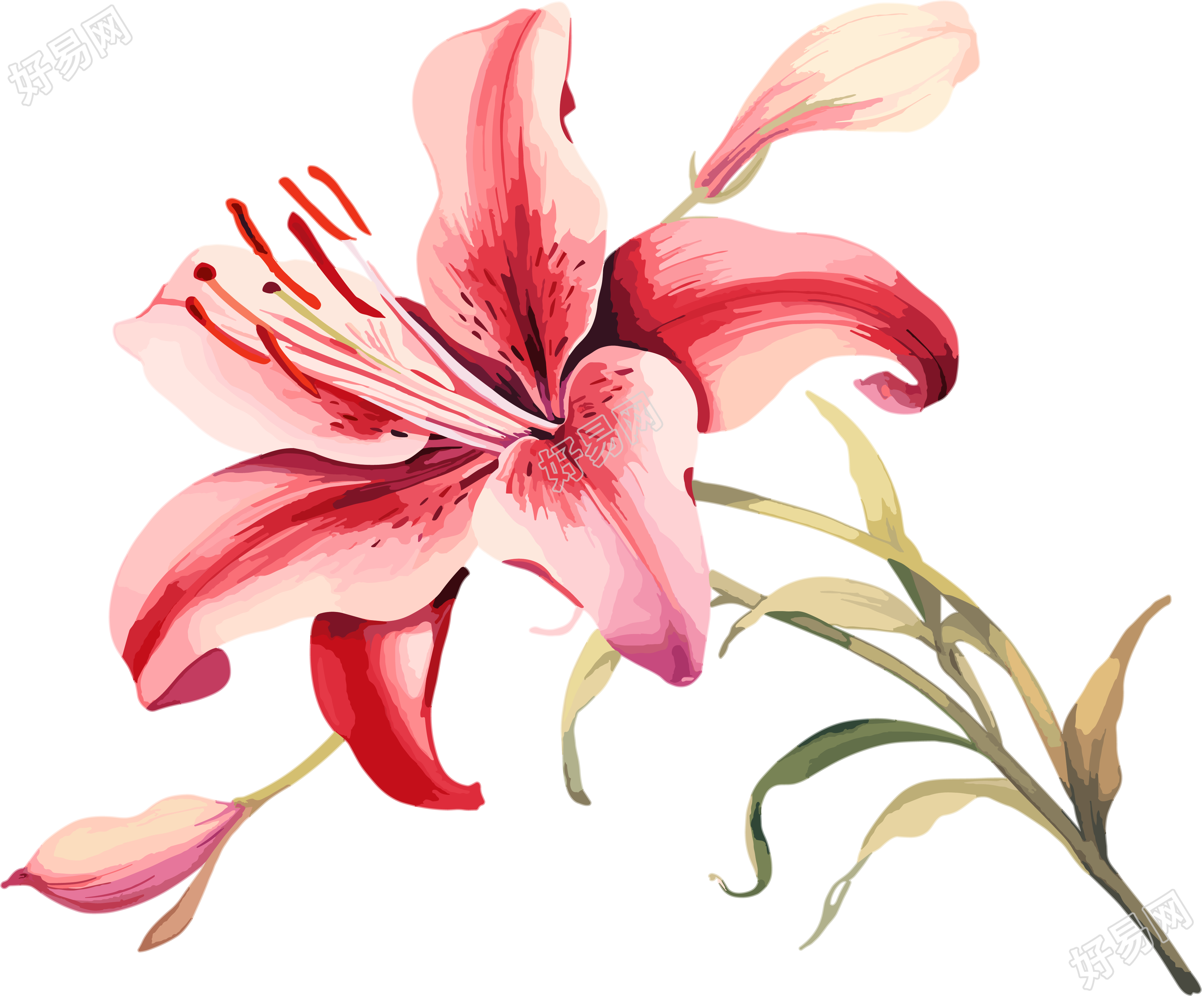 水彩花卉高清插图素材