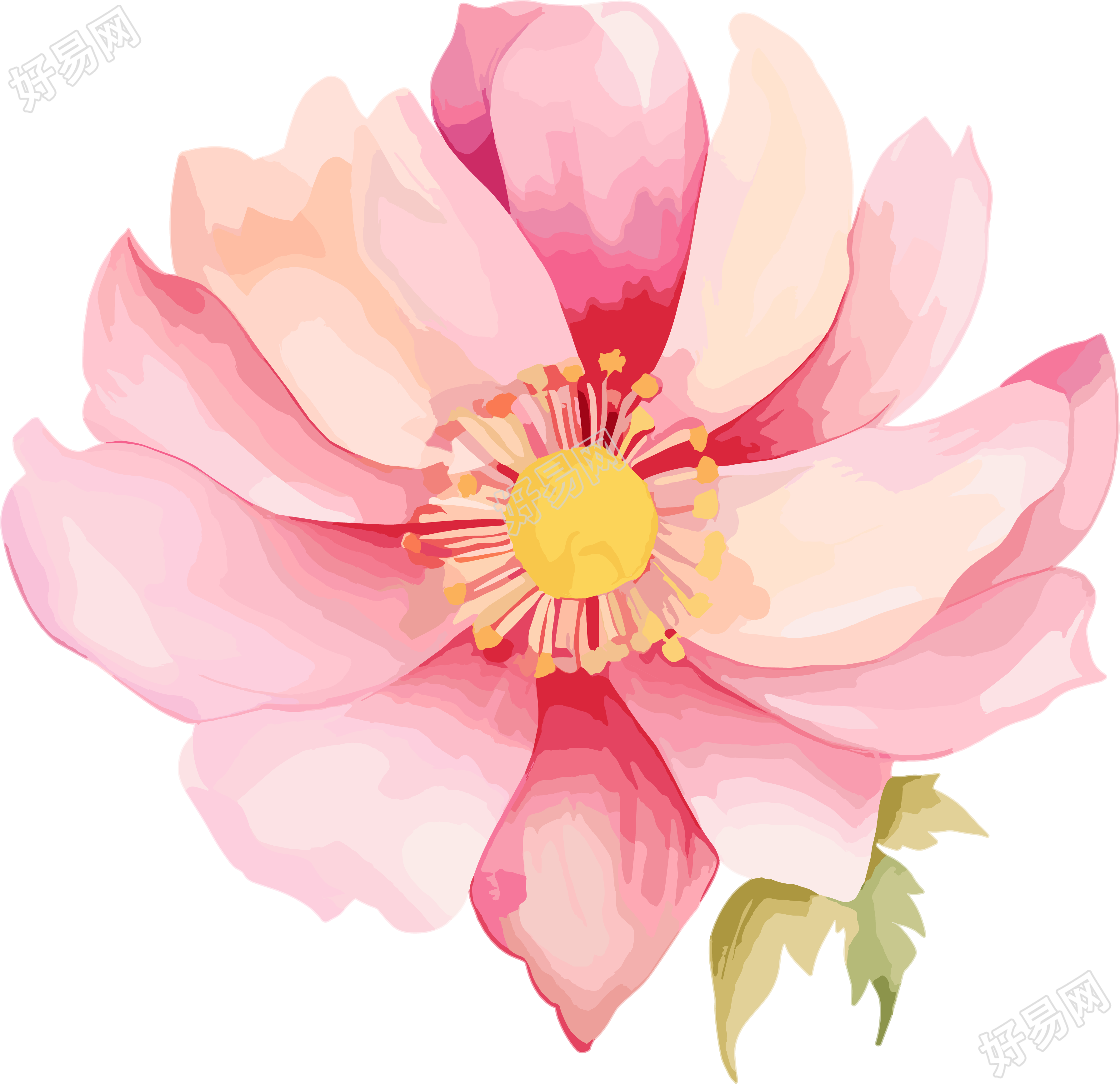 水彩花卉插图PNG素材