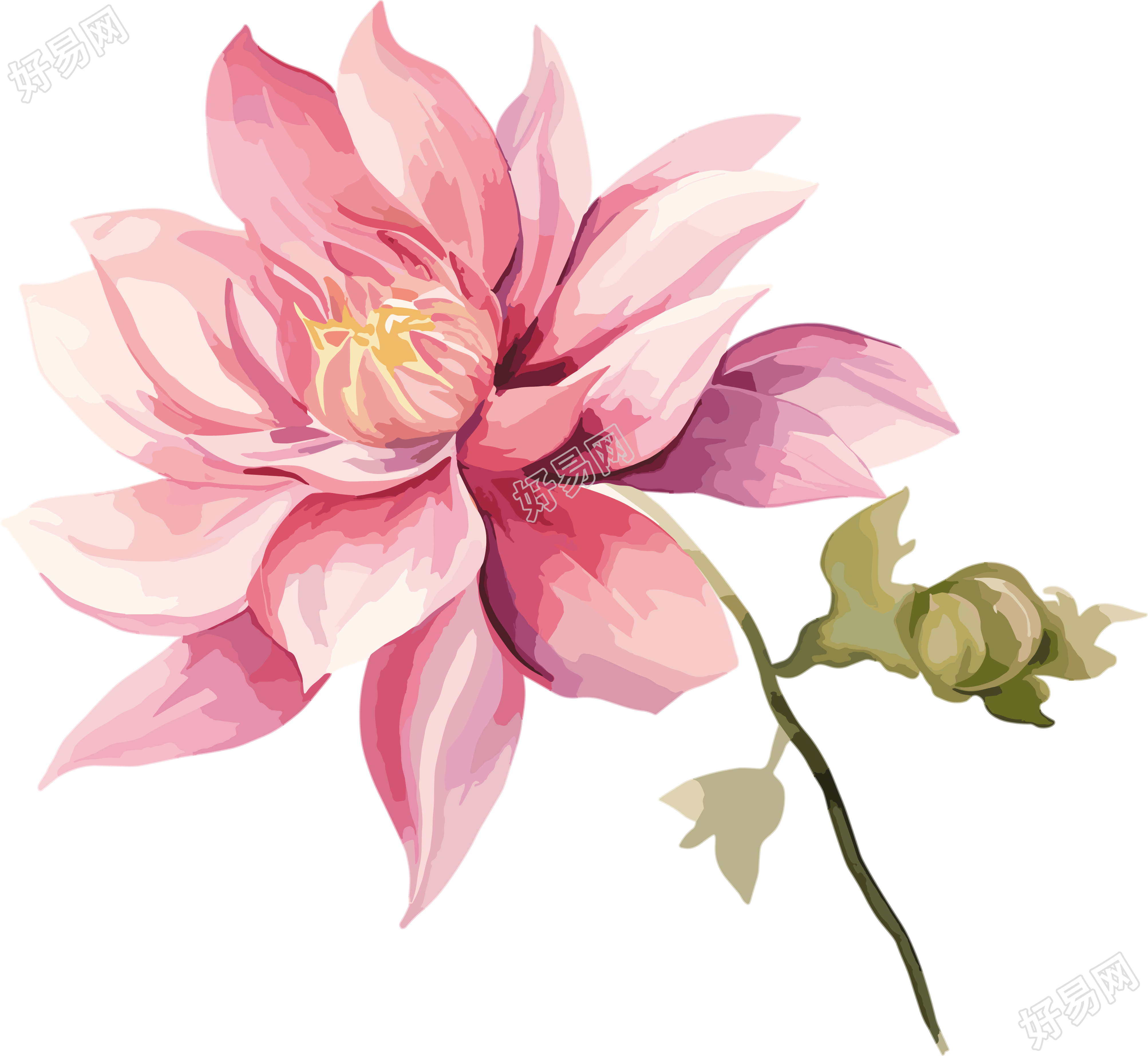 水彩花卉商用插画