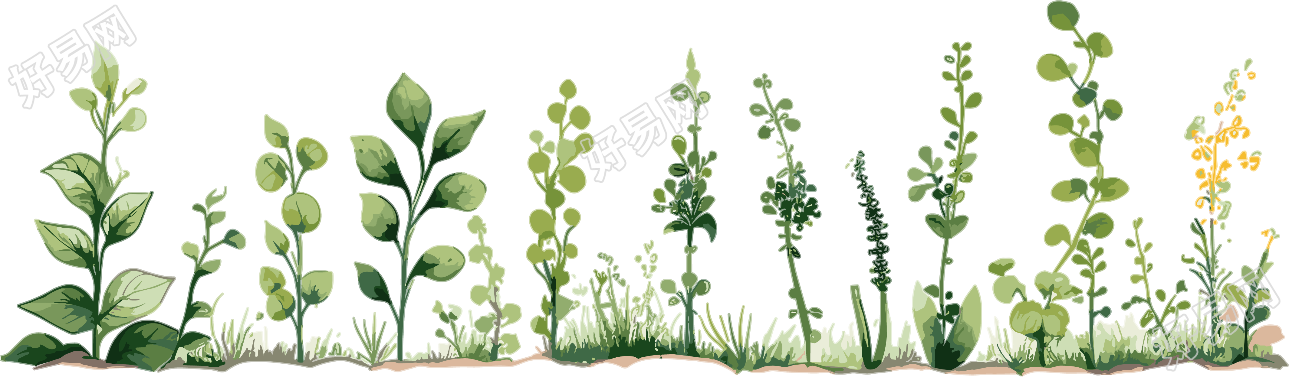 植物花边透明背景插图