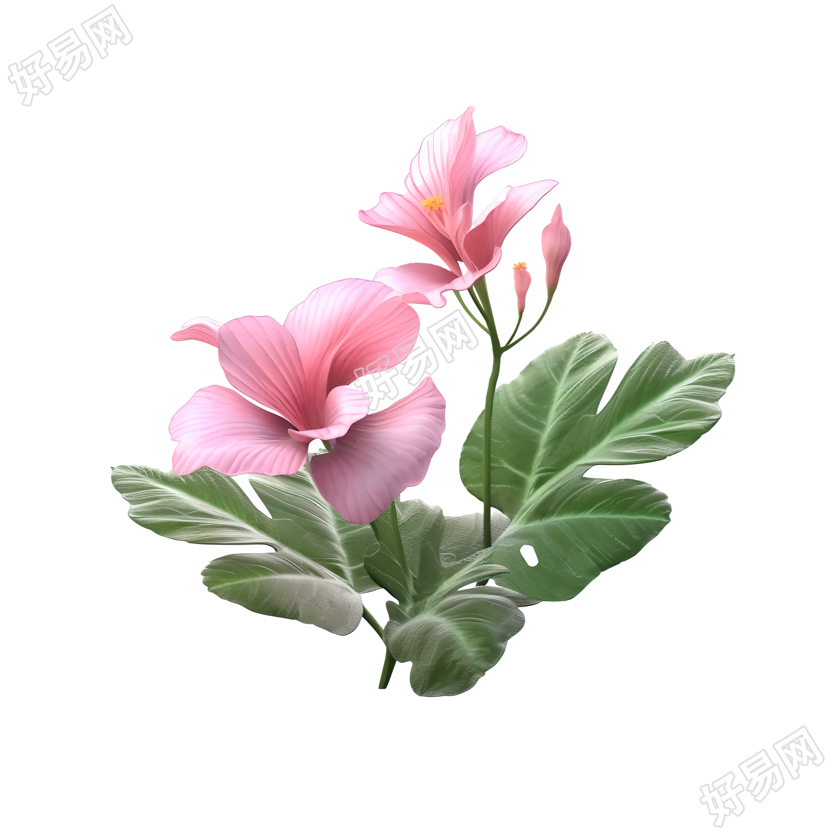 3D花卉细节渲染的模型素材