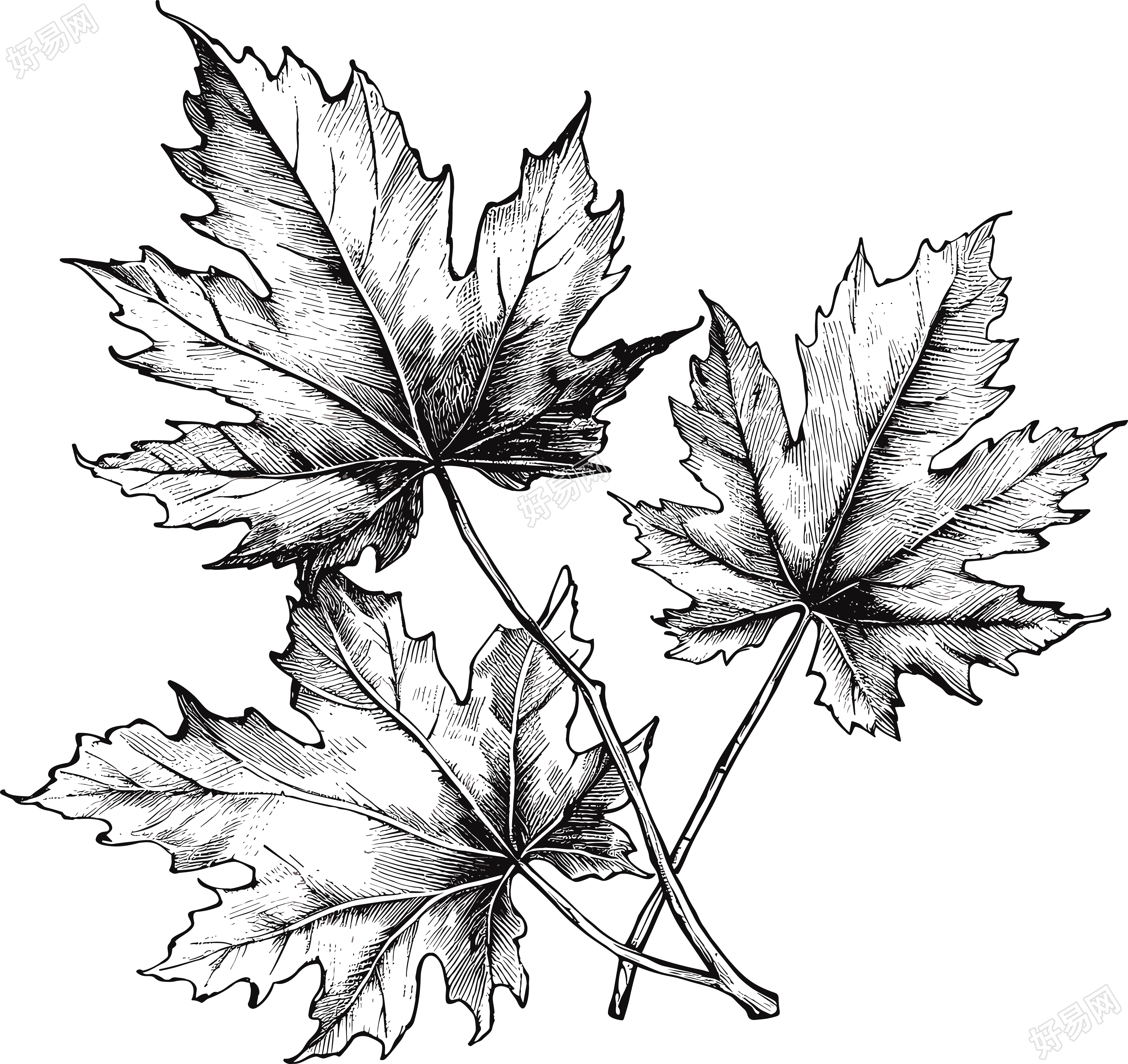 简约枫叶黑白手绘线描插画