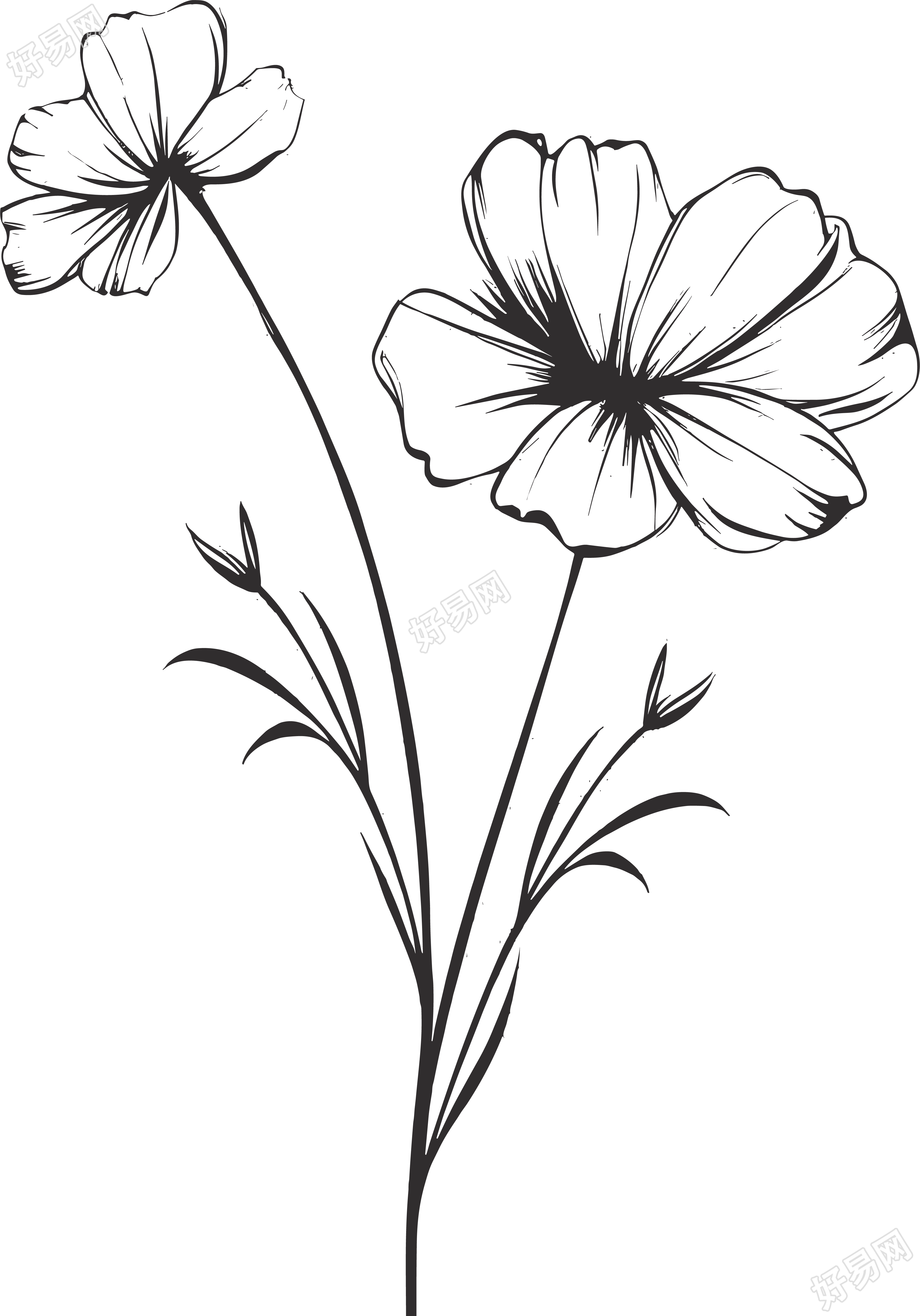 手绘格桑花线描花卉叶子素材