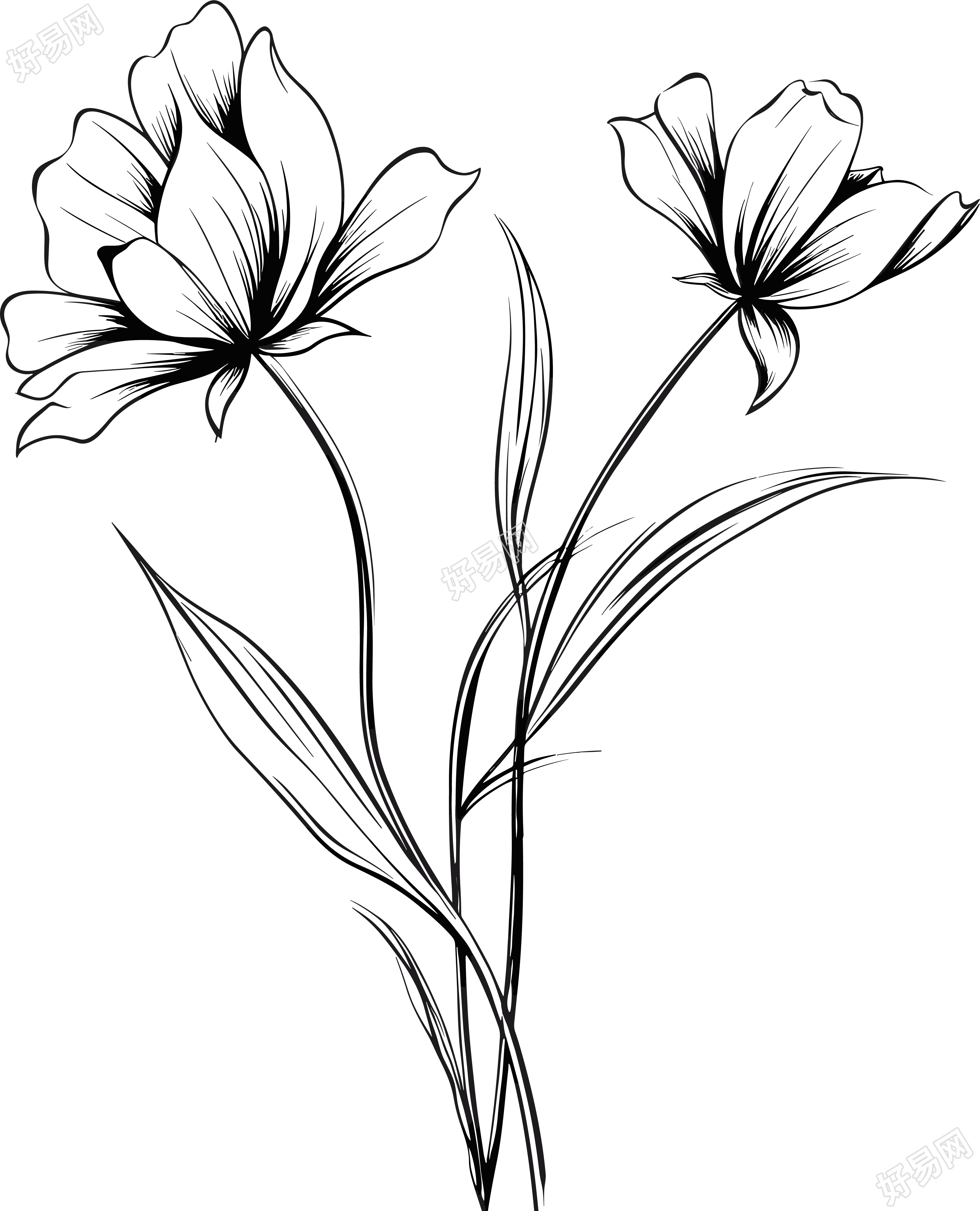 格桑花黑白手绘线稿插图
