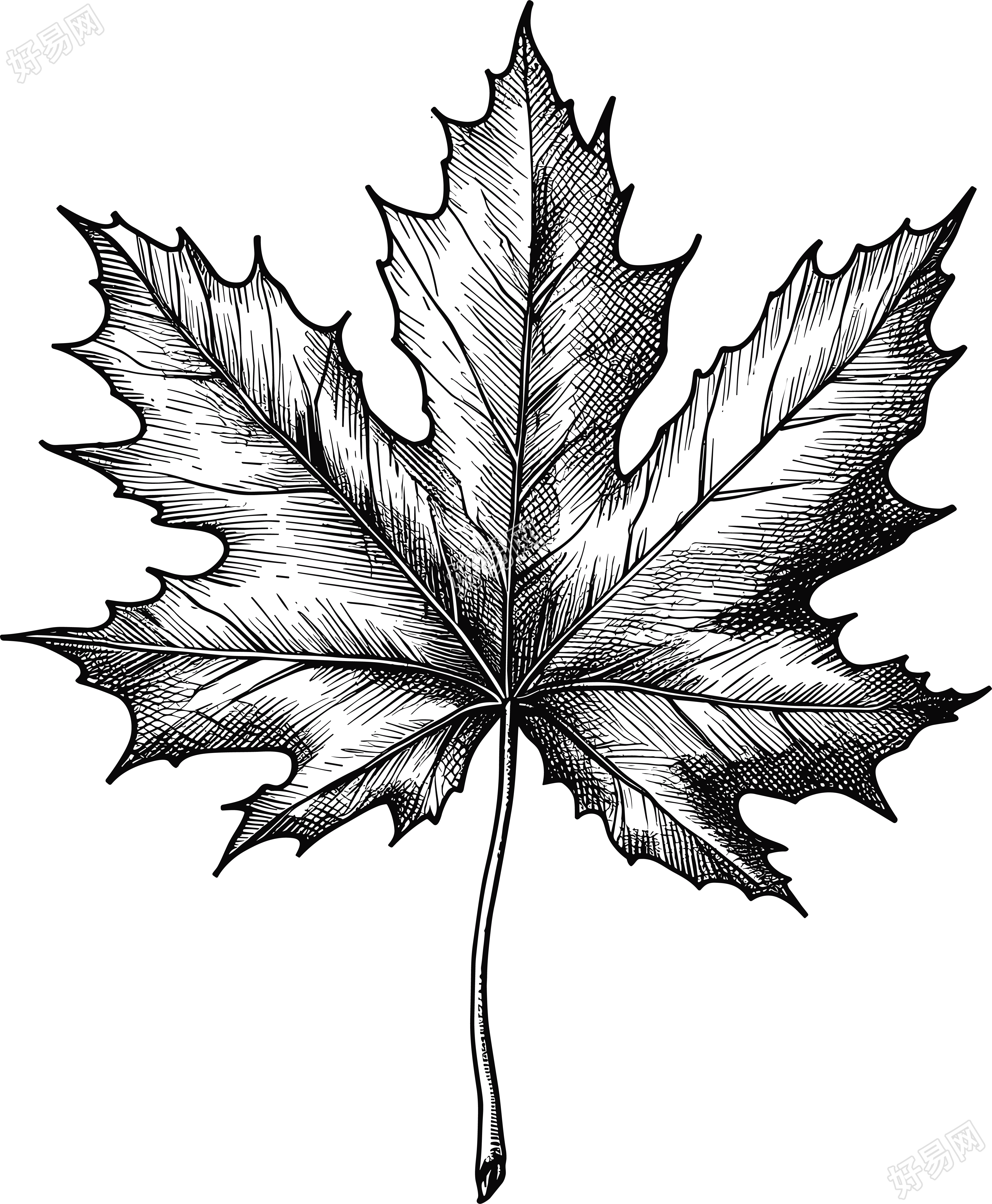 黑白手绘枫叶可商用素材