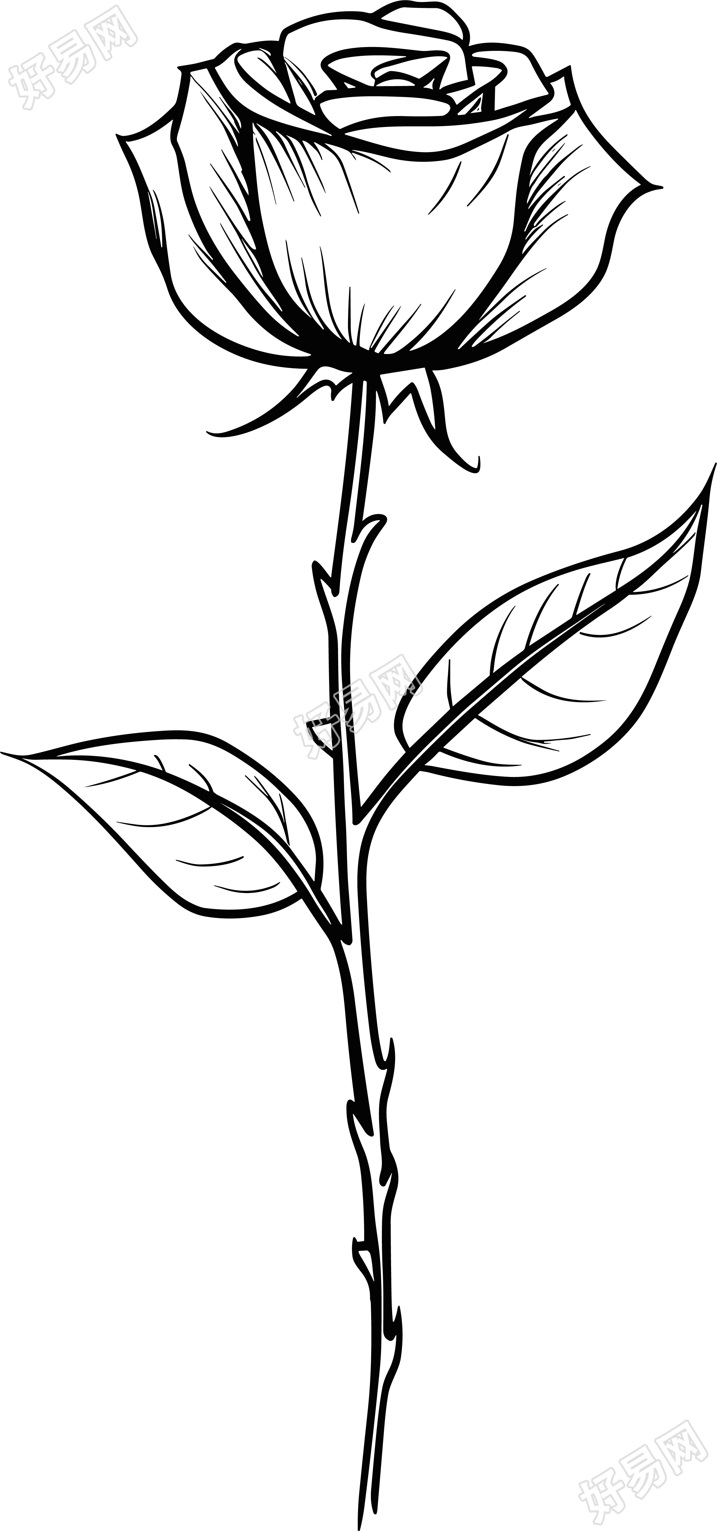 商业设计黑白手绘线描带刺玫瑰花素材