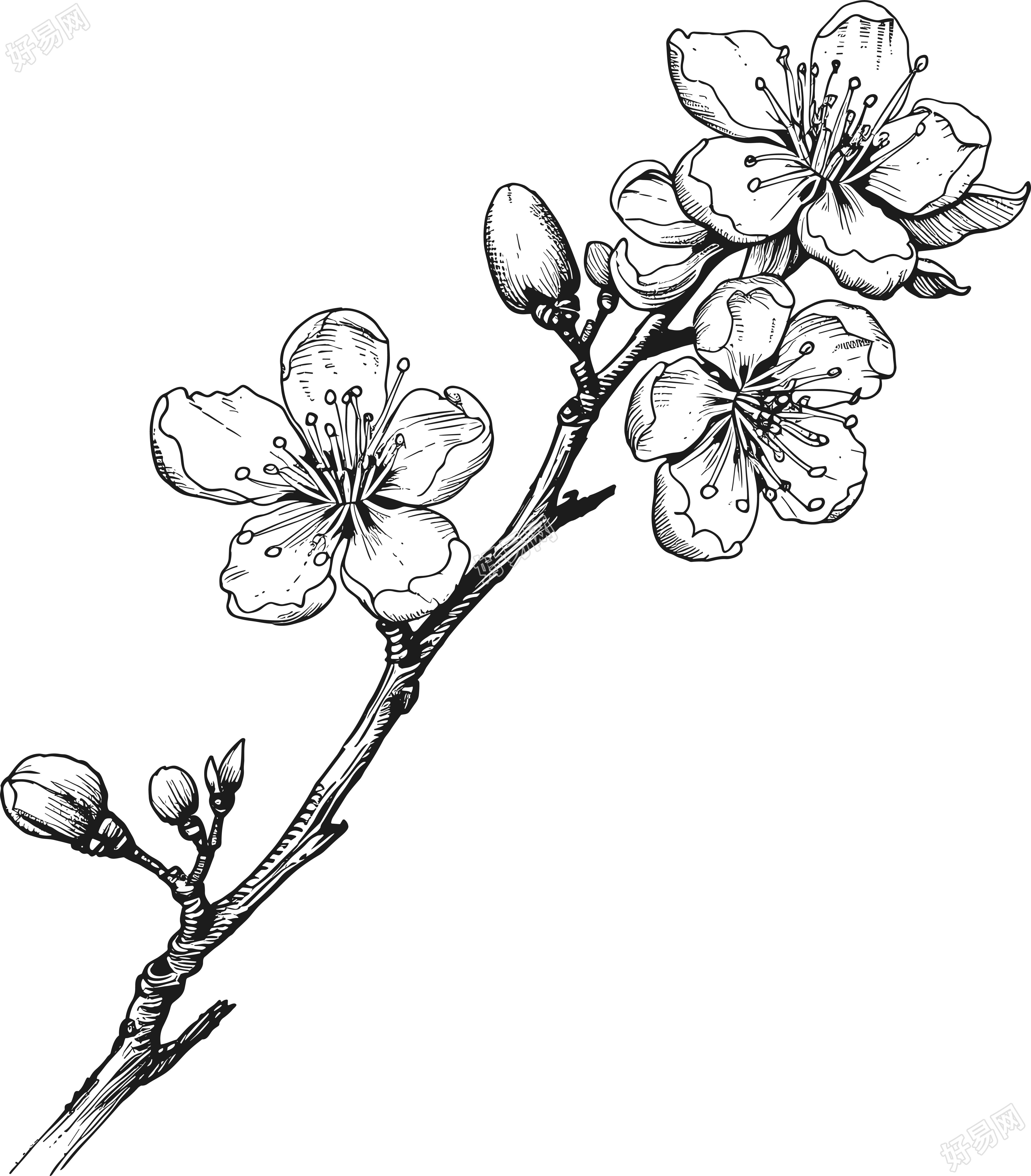 黑白手绘线条梅花素材