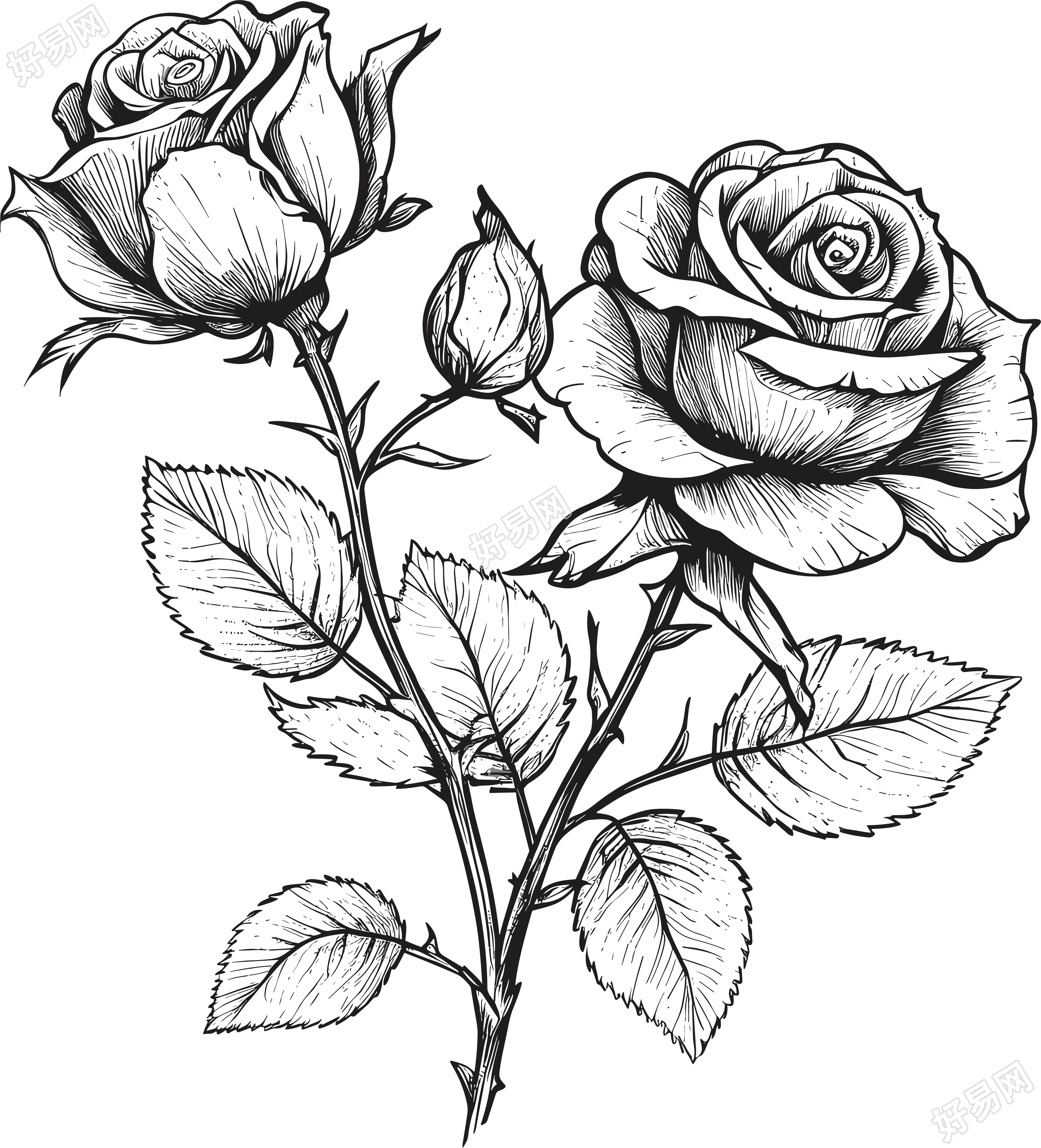 精美玫瑰花黑白手绘线描素材
