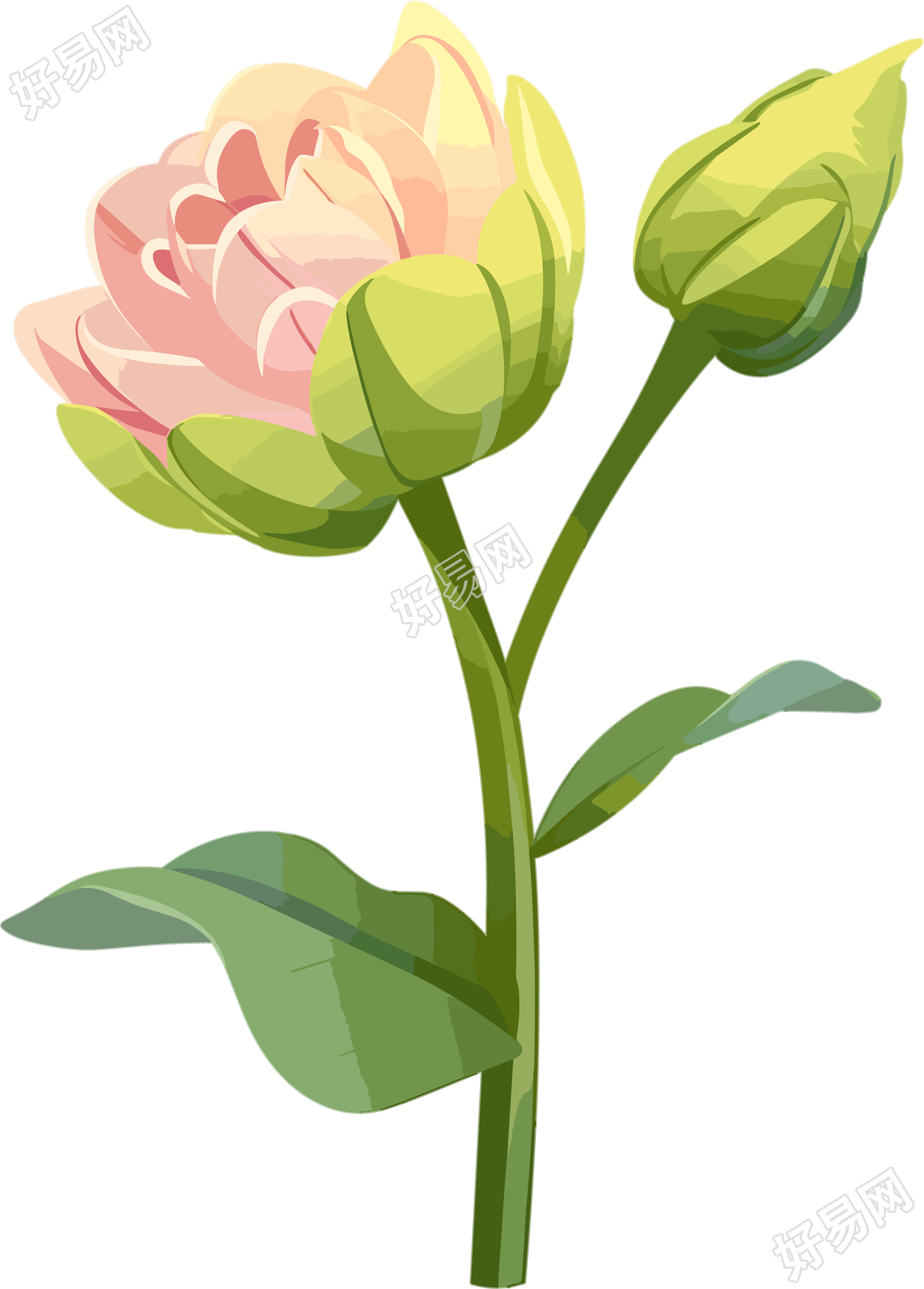 花苞可商用插图