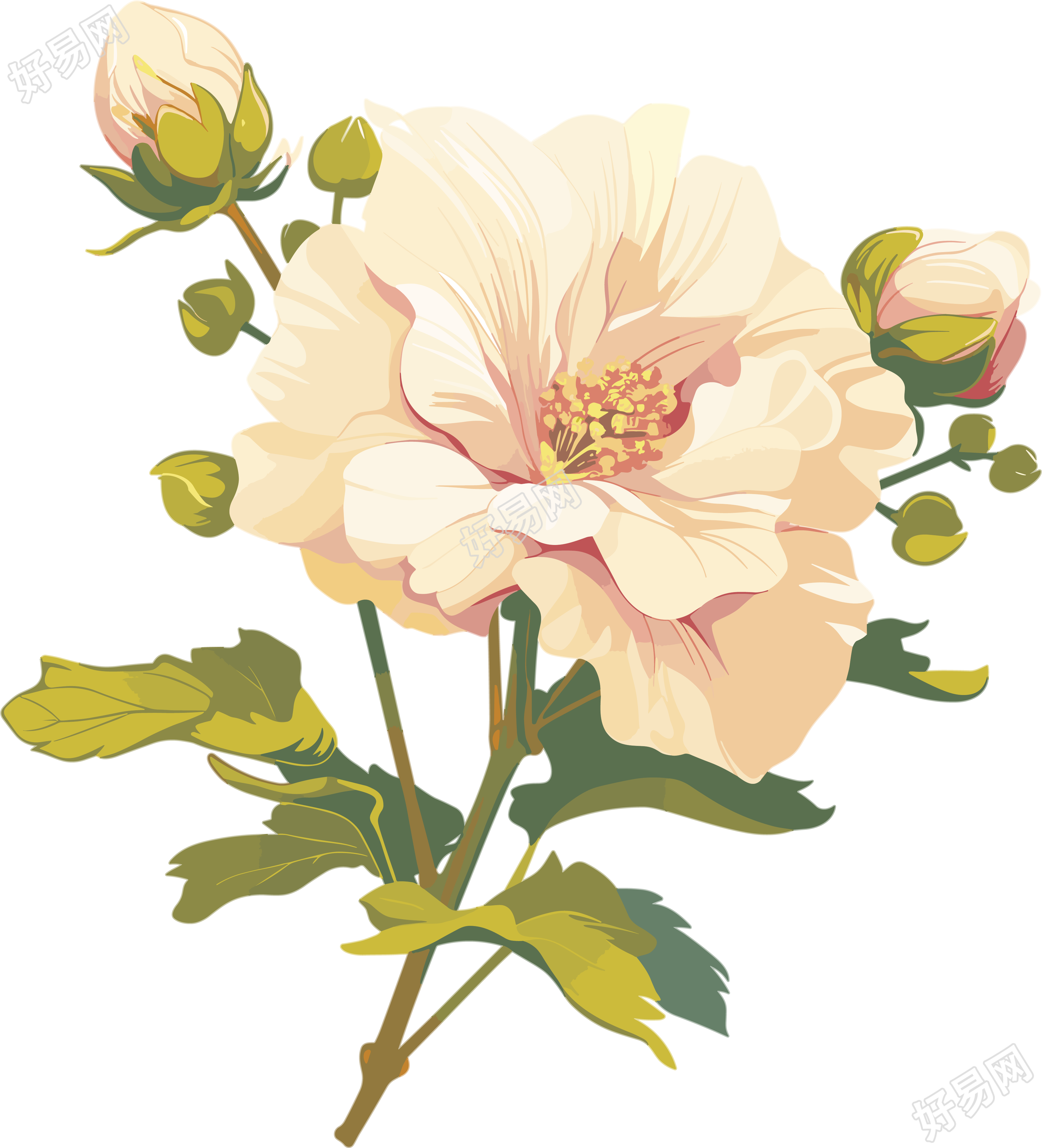 花苞高清图形素材