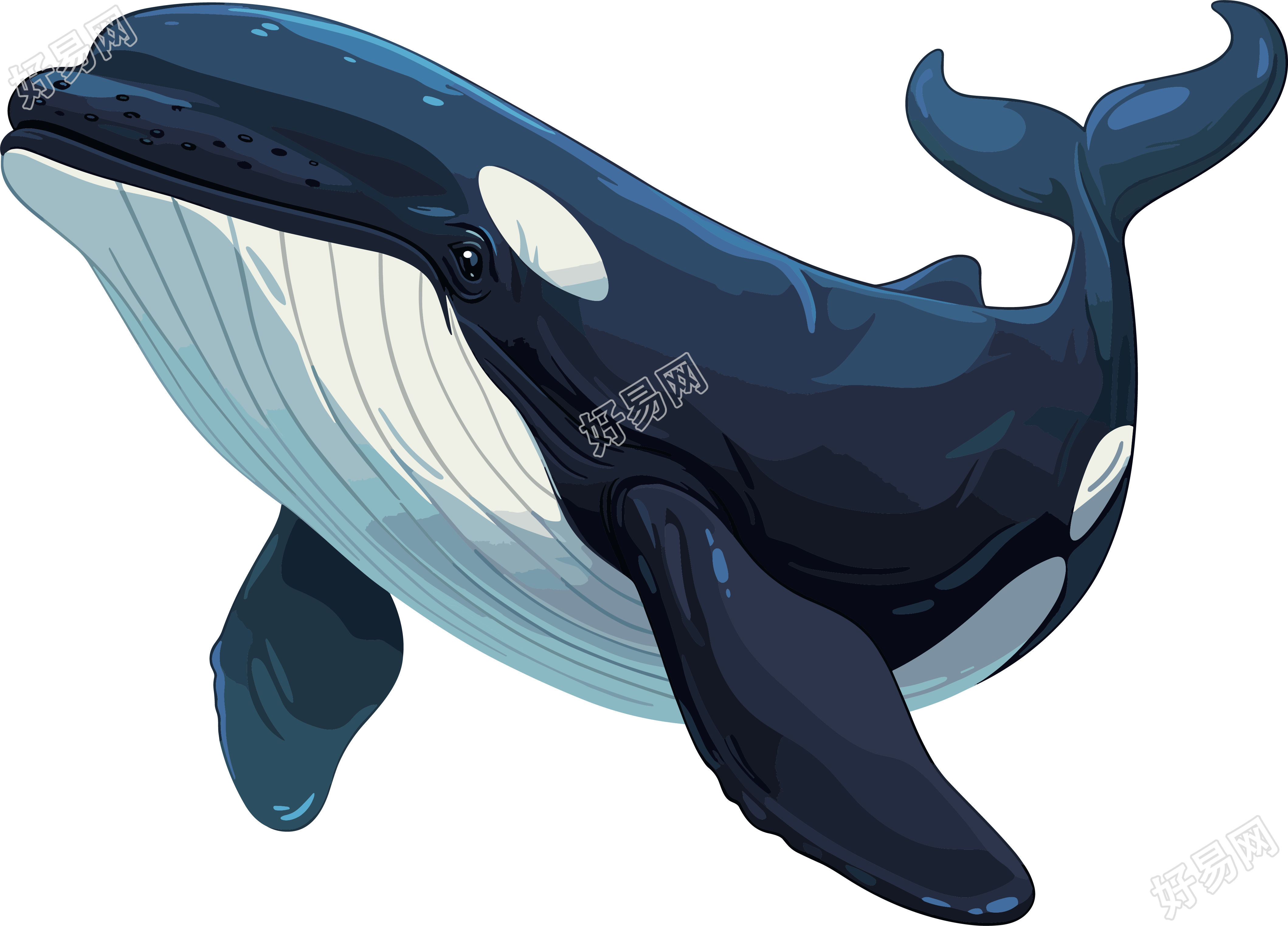 鲸鱼PNG商用素材