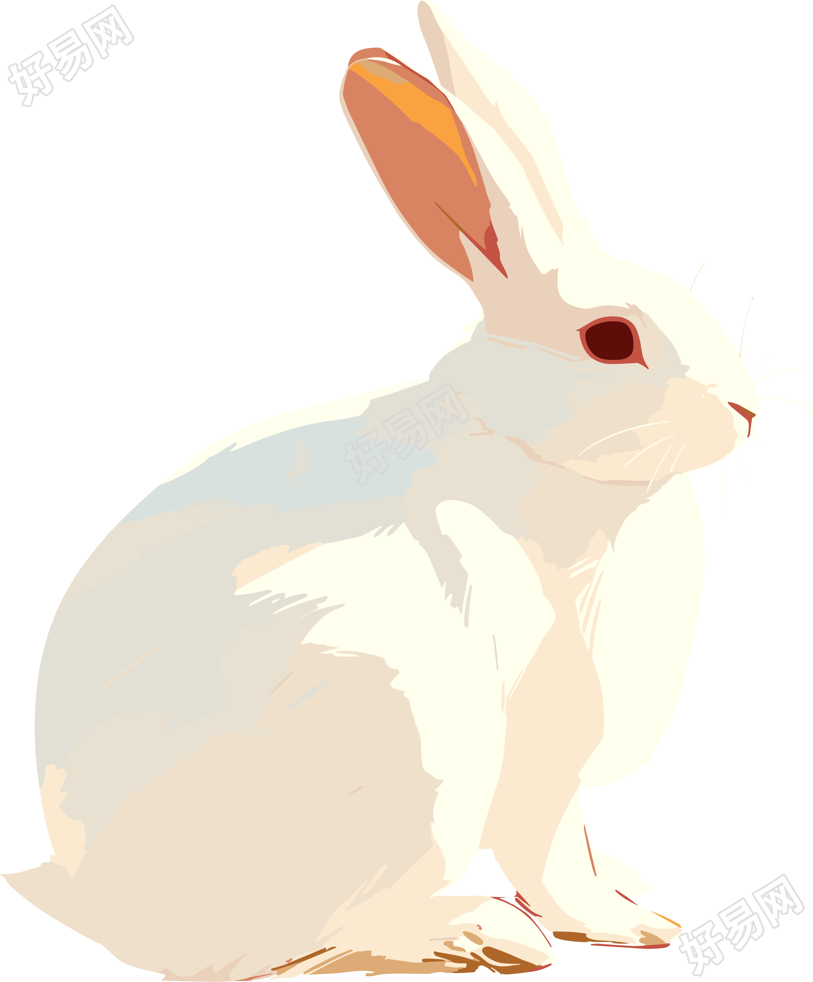 兔子手绘插图