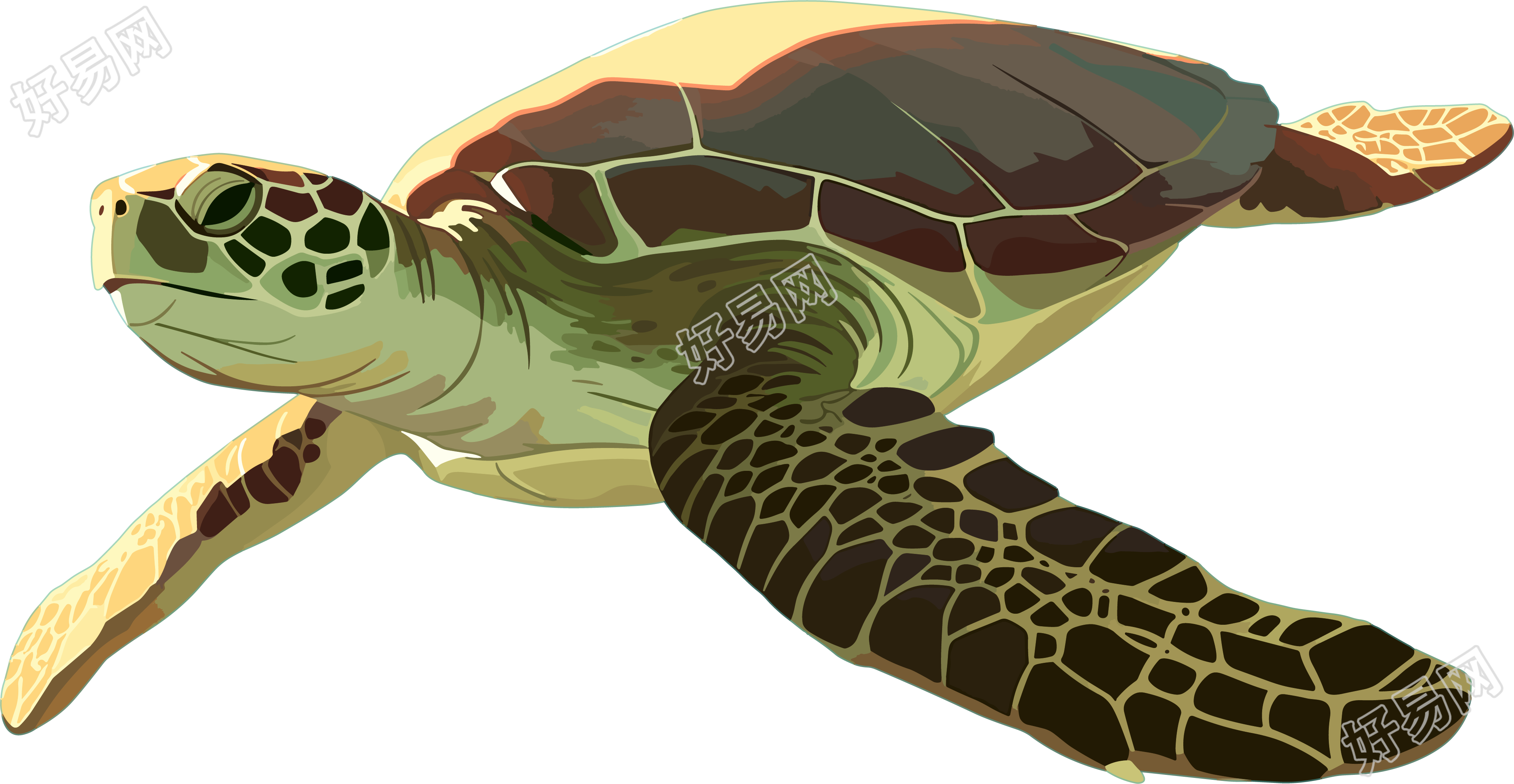 海洋海龟插画