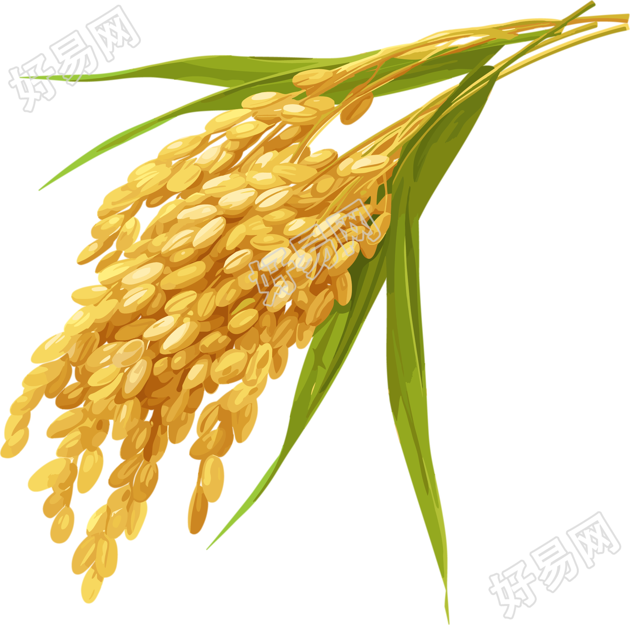 晚稻高清图形素材