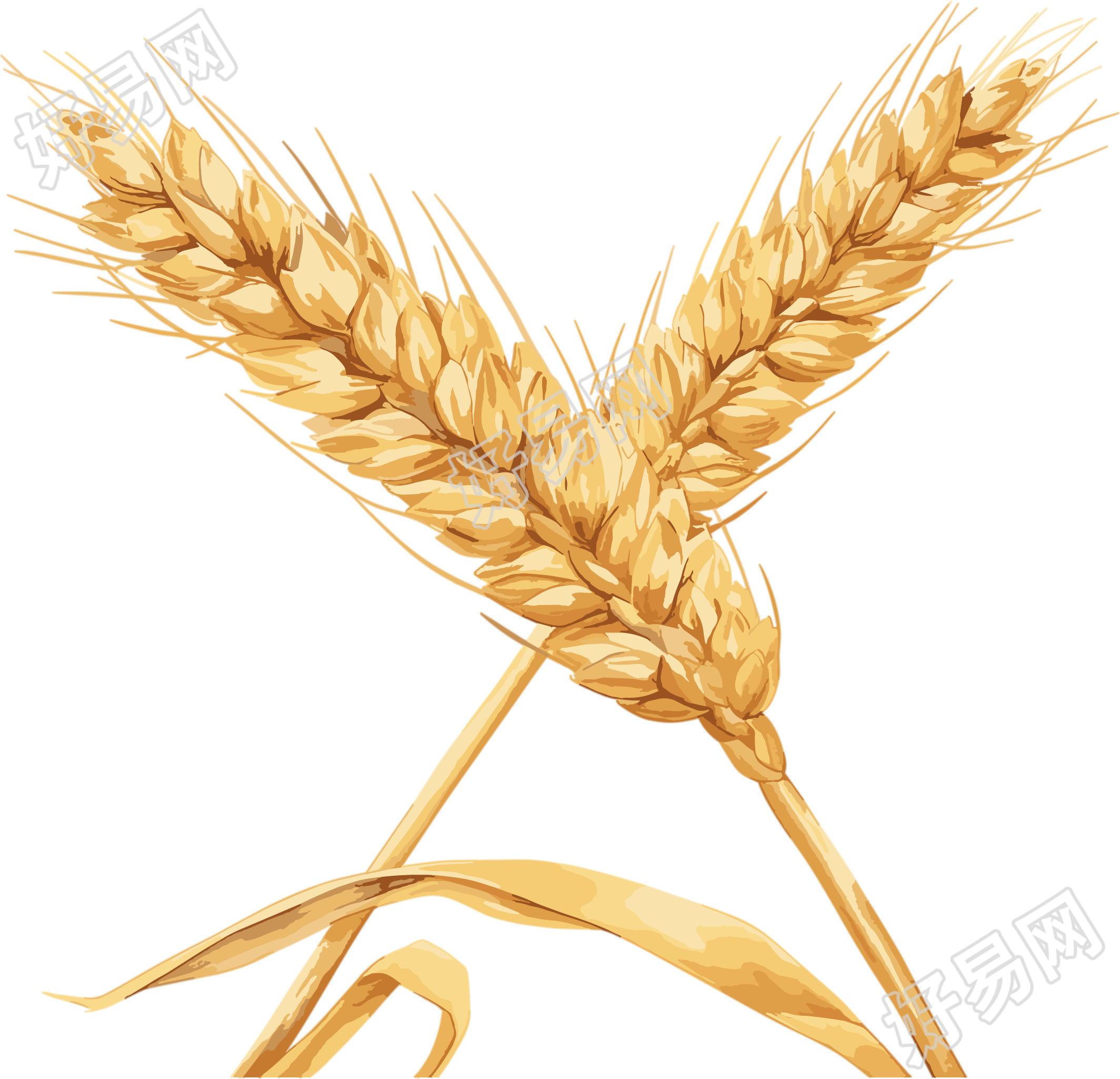 小麦可商用插画