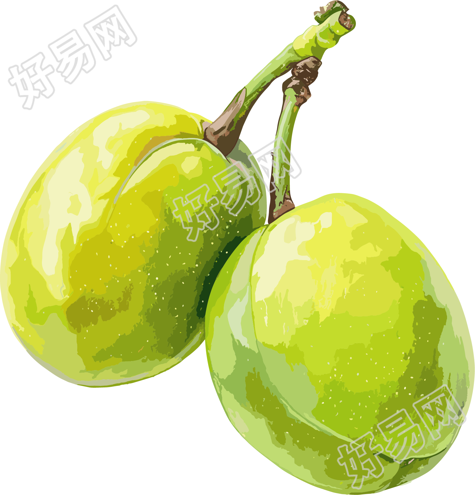 青梅简约素材