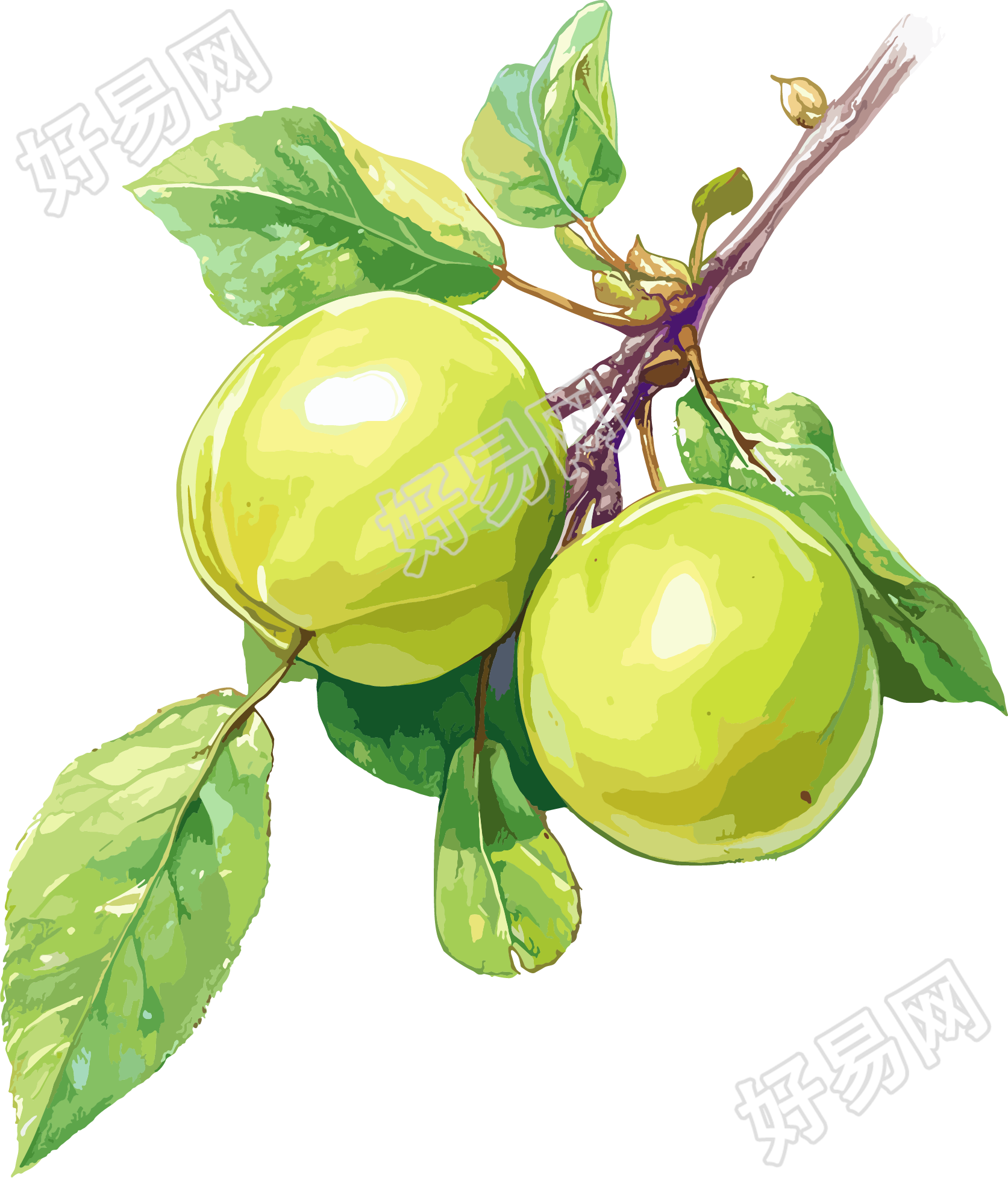 青梅PNG插画素材