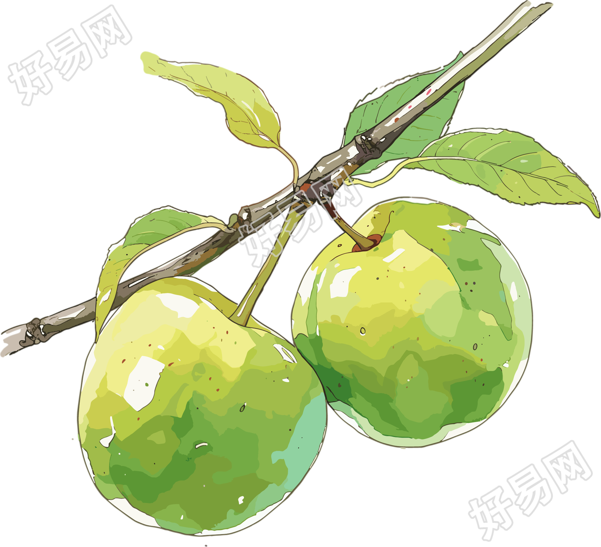 青梅PNG创意插图