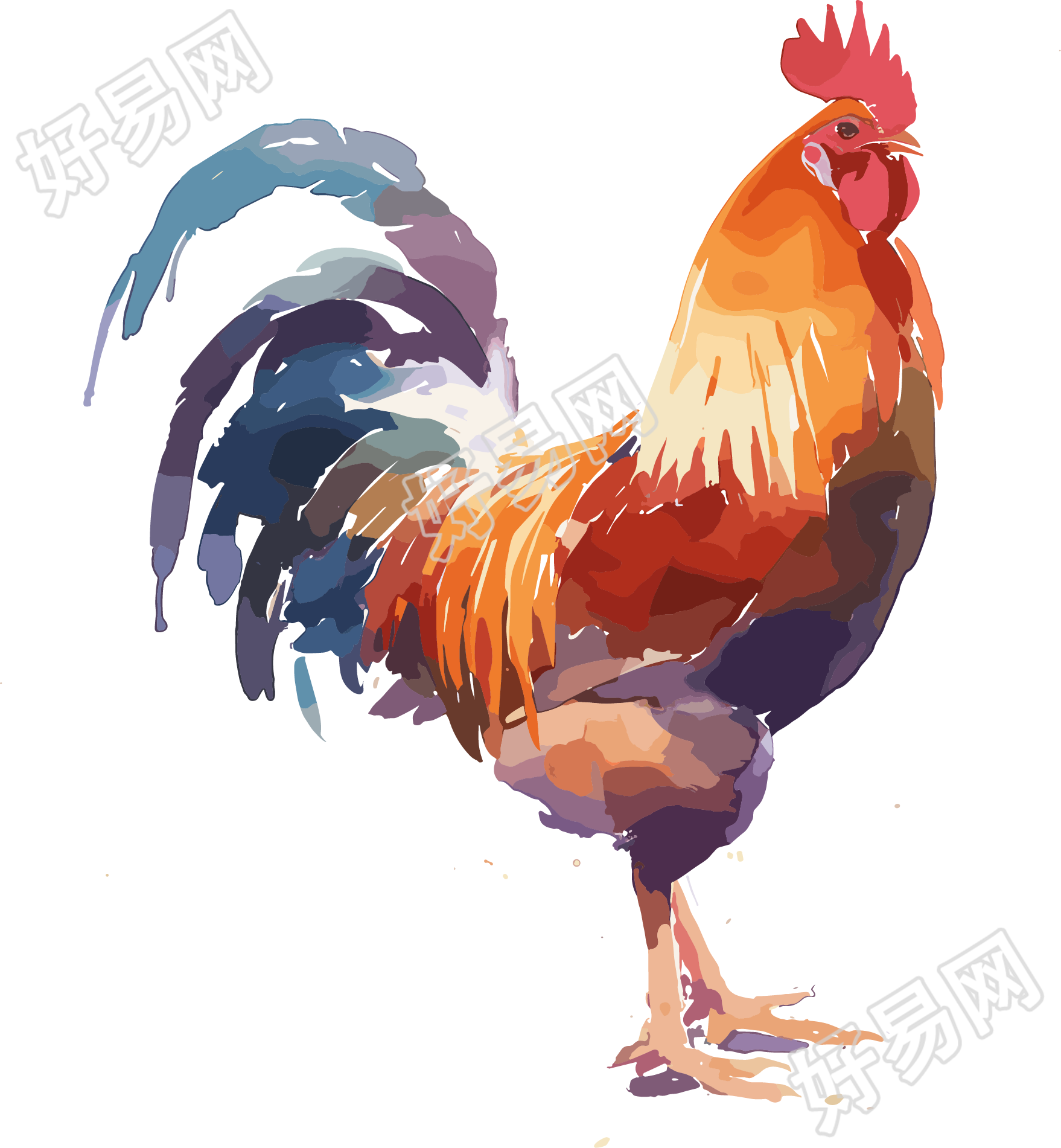 公鸡透明背景素材